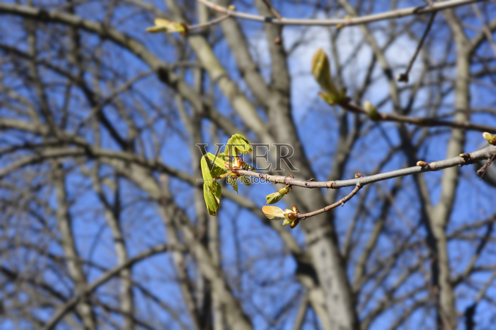 常见的七叶树照片摄影图片
