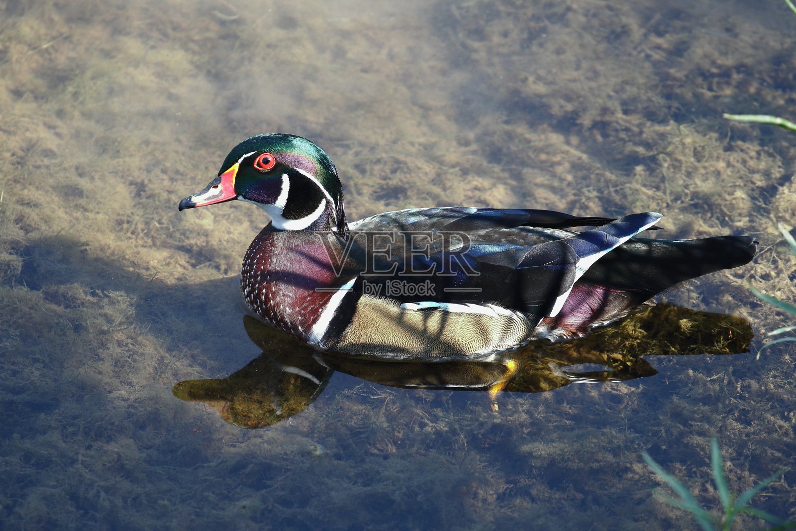 水禽照片摄影图片