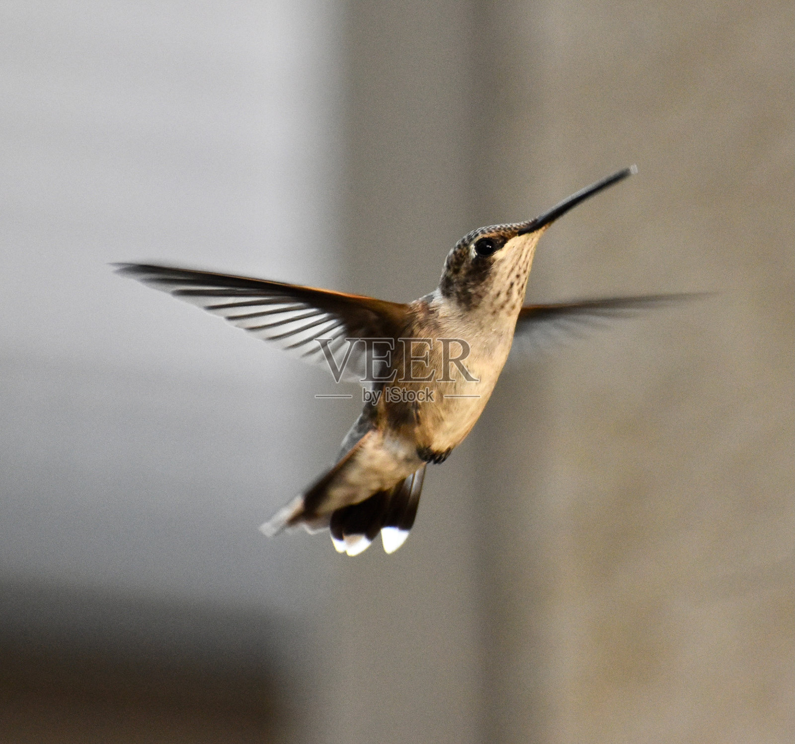 漂亮的婴儿宽尾蜂鸟飞出翅膀照片摄影图片