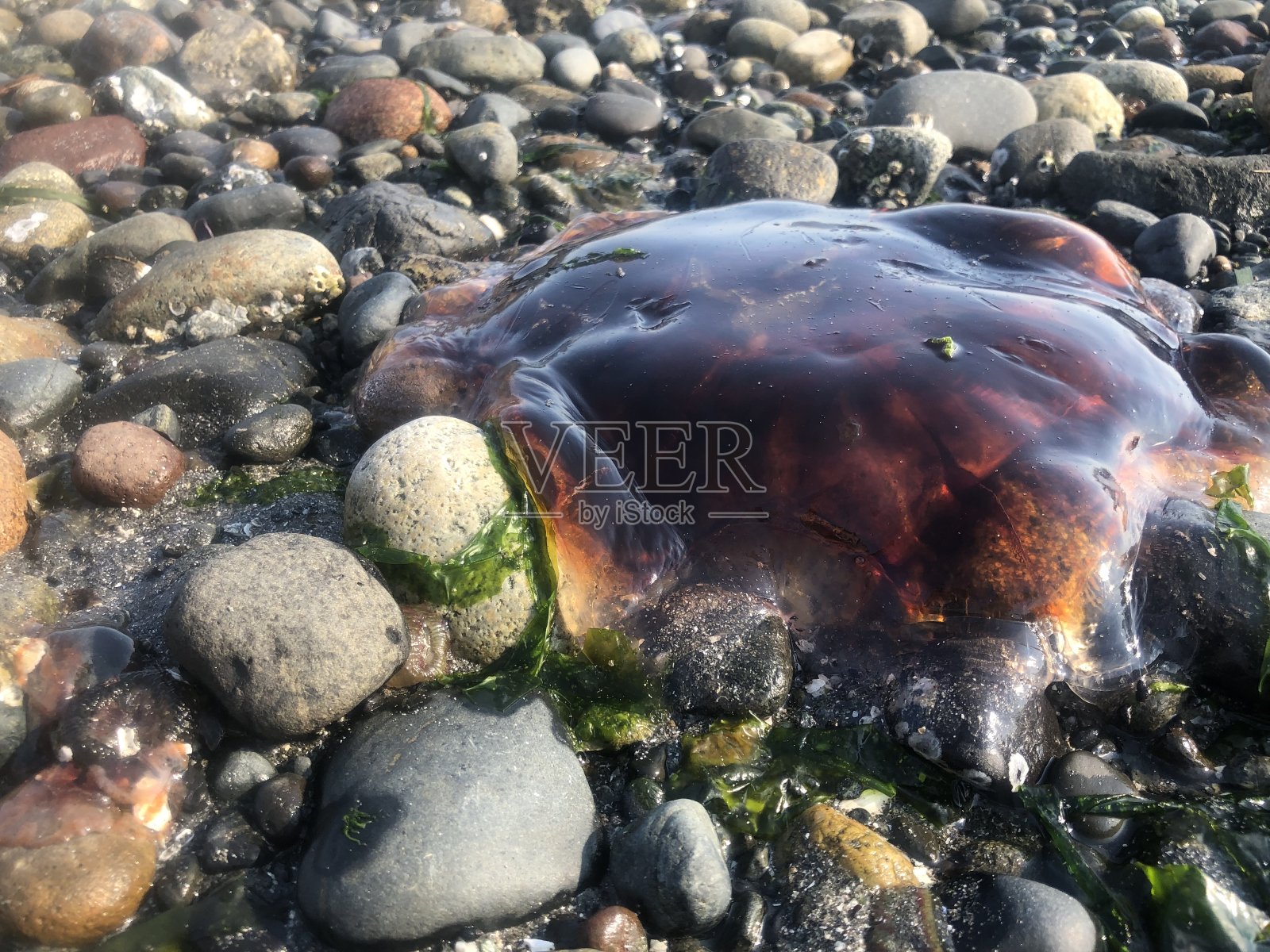 搁浅的水母照片摄影图片