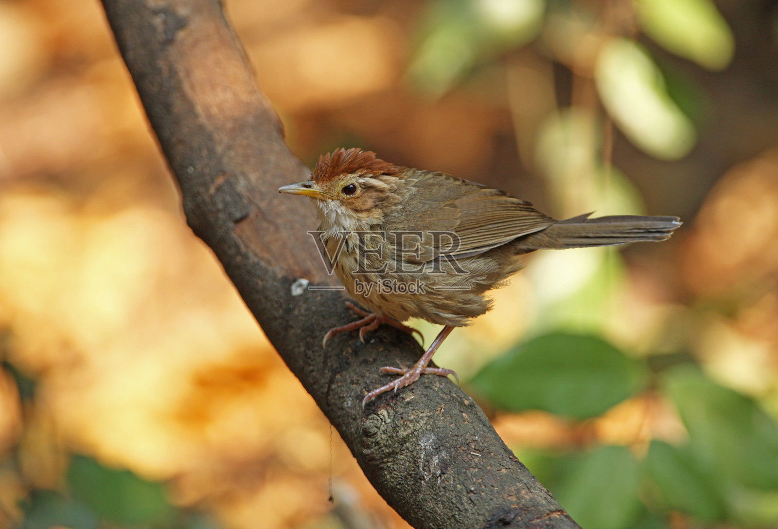 Puff-throated胡说之人照片摄影图片