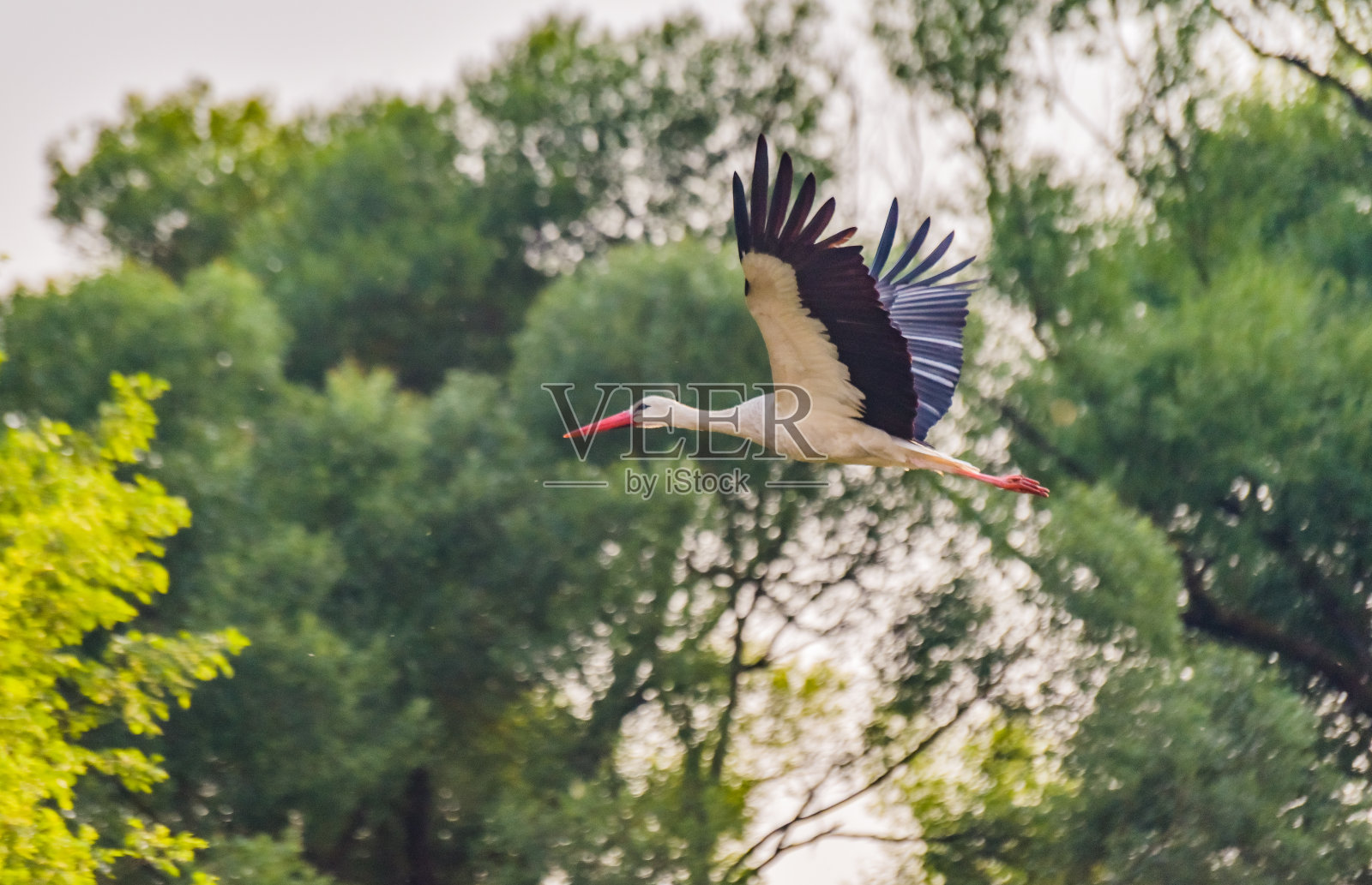 日落时分,山间河流上有一只黑白相间的鹳照片摄影图片