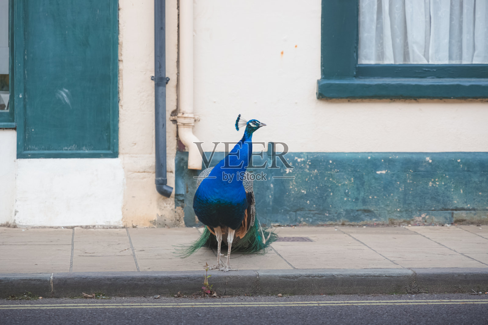 科斯罕孔雀,英格兰照片摄影图片