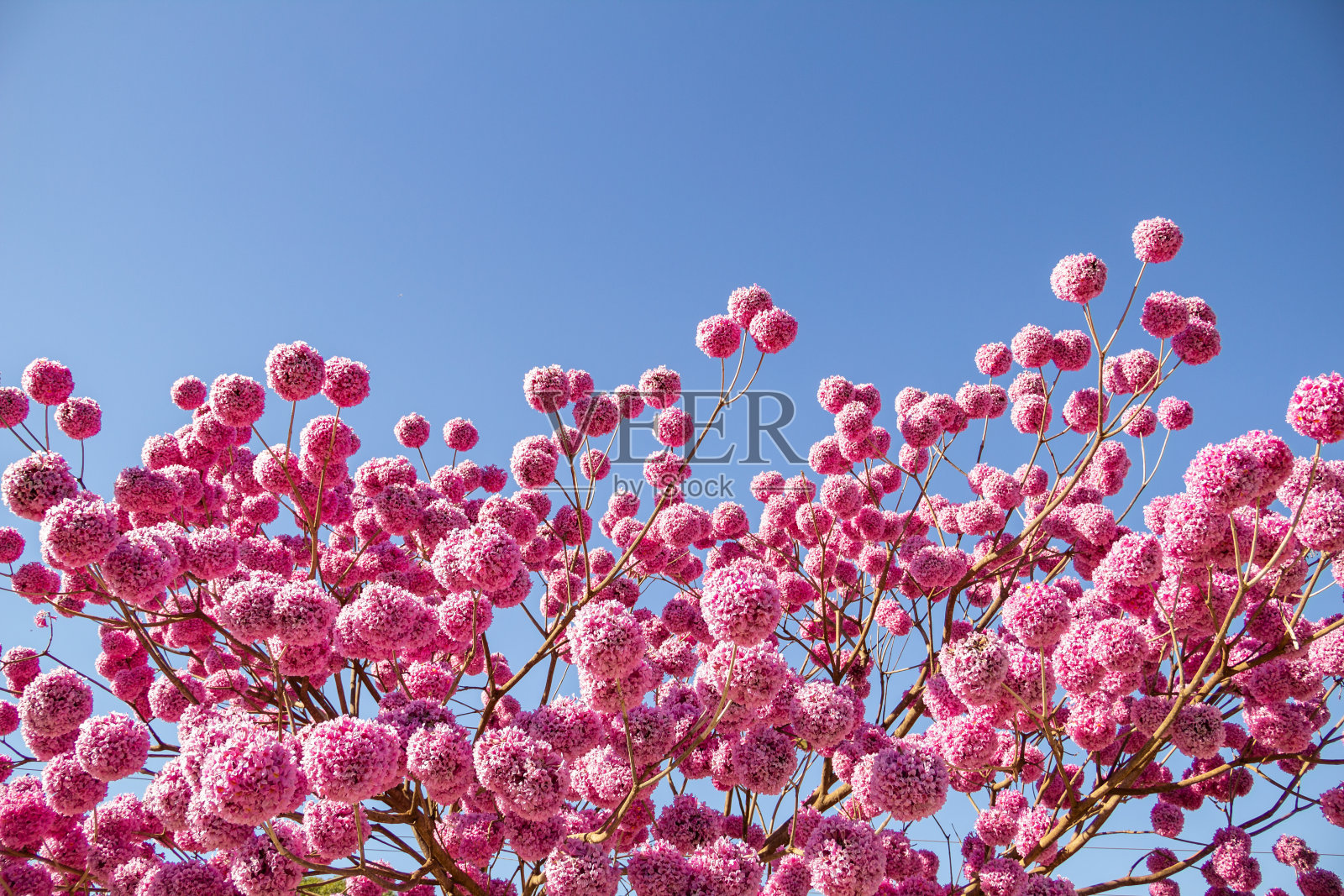 一种开花的紫色ipe的细节。Handroanthus impetiginosus。照片摄影图片
