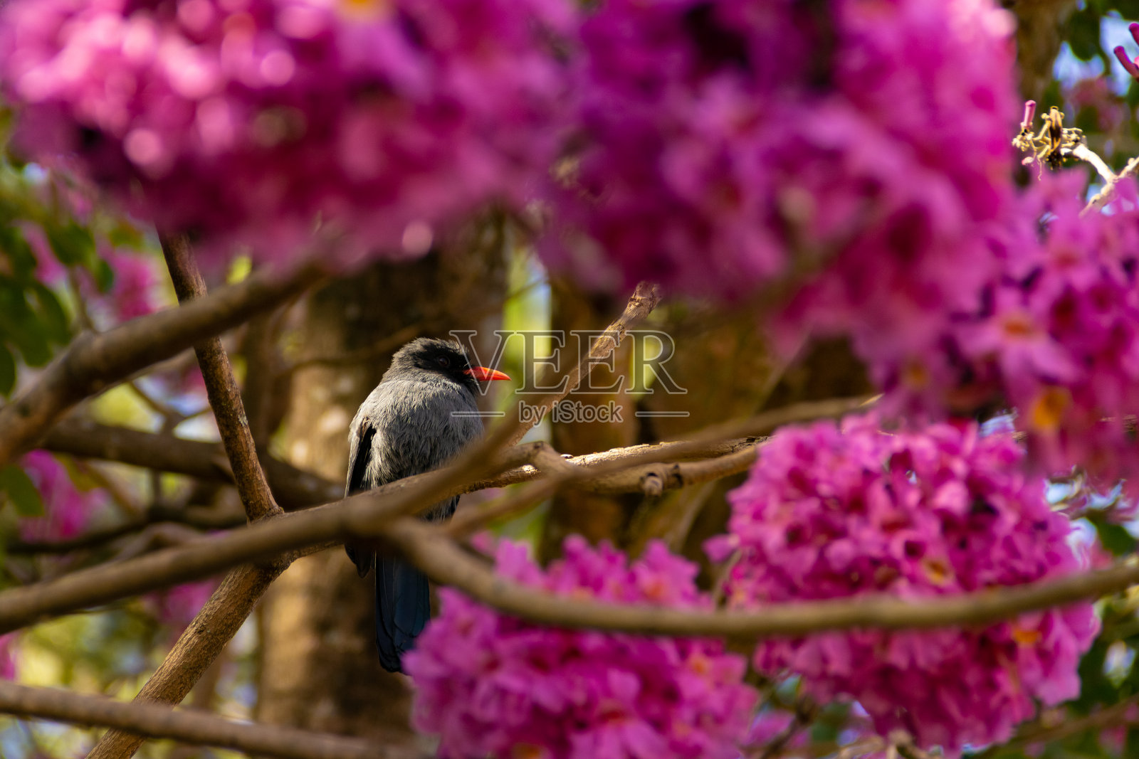 一只鸟儿栖息在开花的树枝上。照片摄影图片