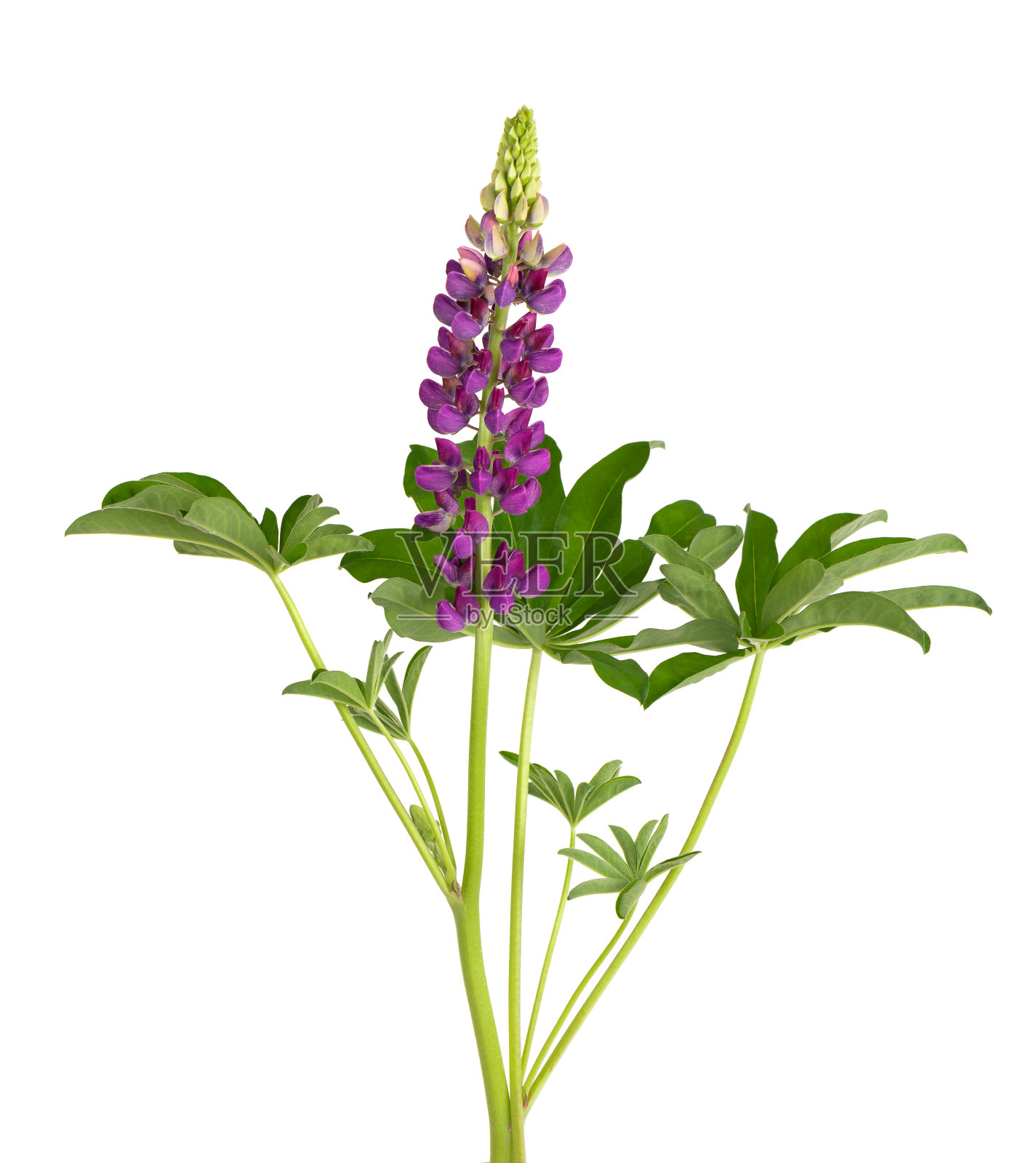紫色羽扇豆花孤立在白色背景上。羽扇豆或狼豆。美丽的夏花。照片摄影图片