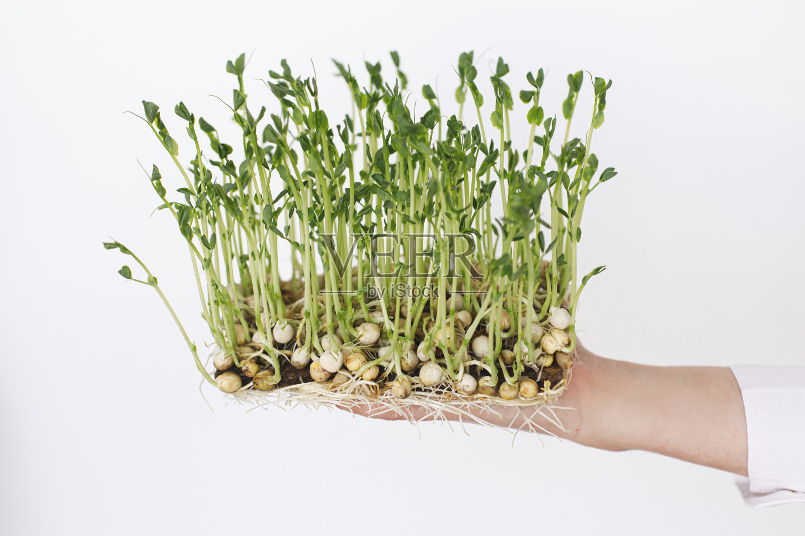 在家里种植微型蔬菜。双手拿着新鲜的绿豌豆芽在白色的墙壁背景照片摄影图片