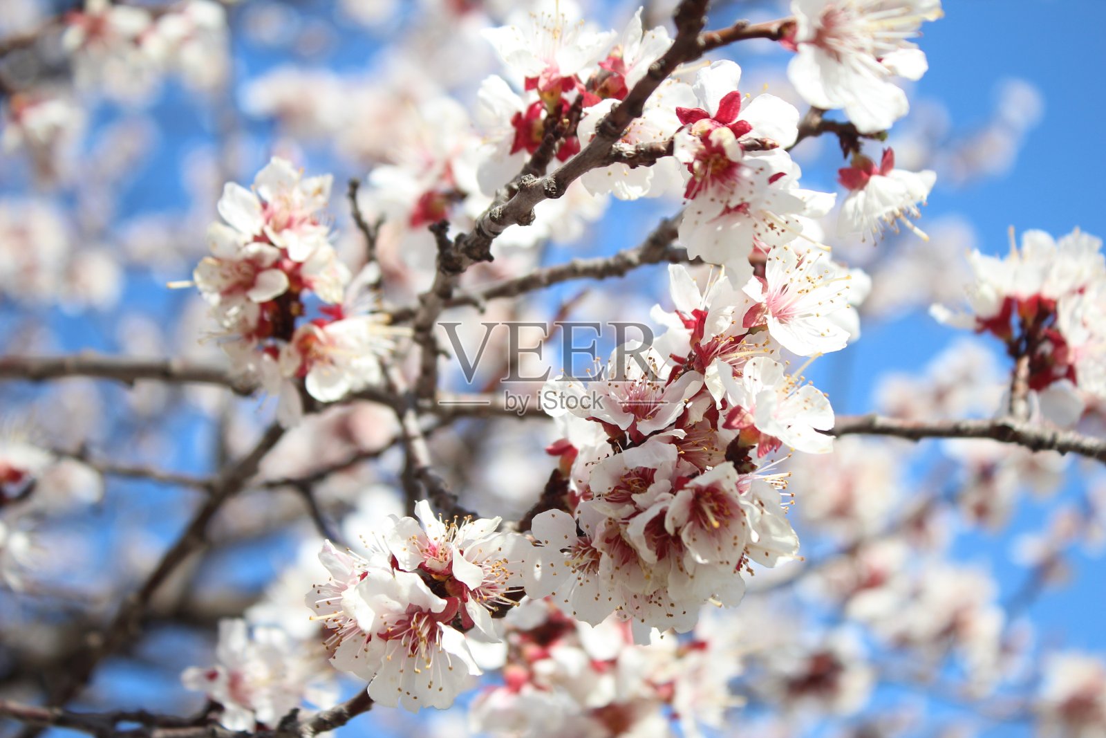 樱花照片摄影图片