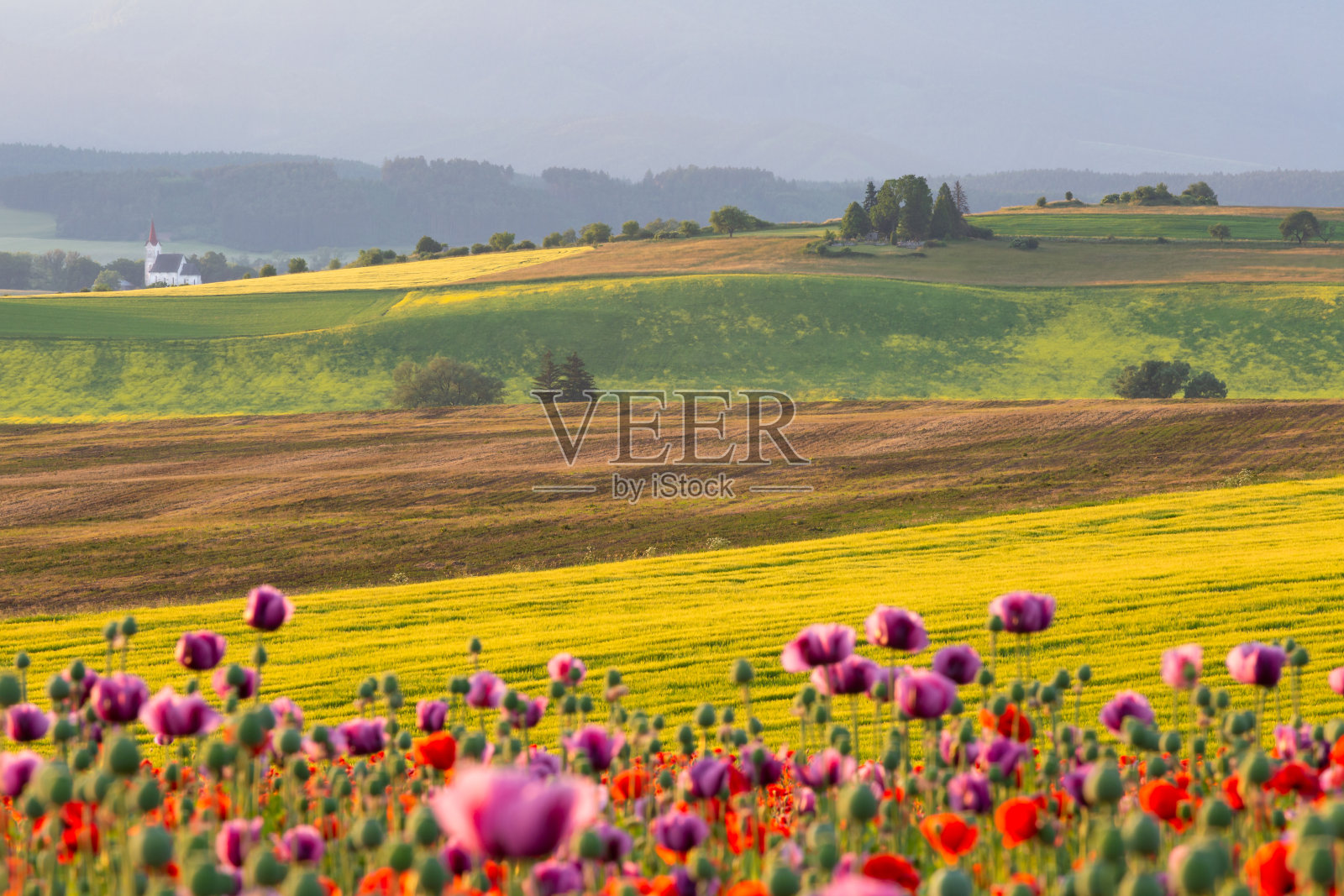 斯洛伐克Turiec地区的夏季乡村景观。照片摄影图片