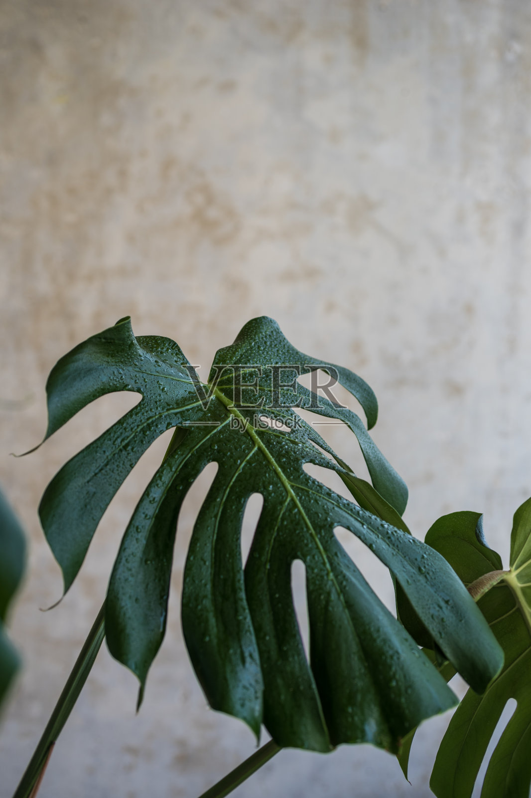 Monstera树叶照片摄影图片