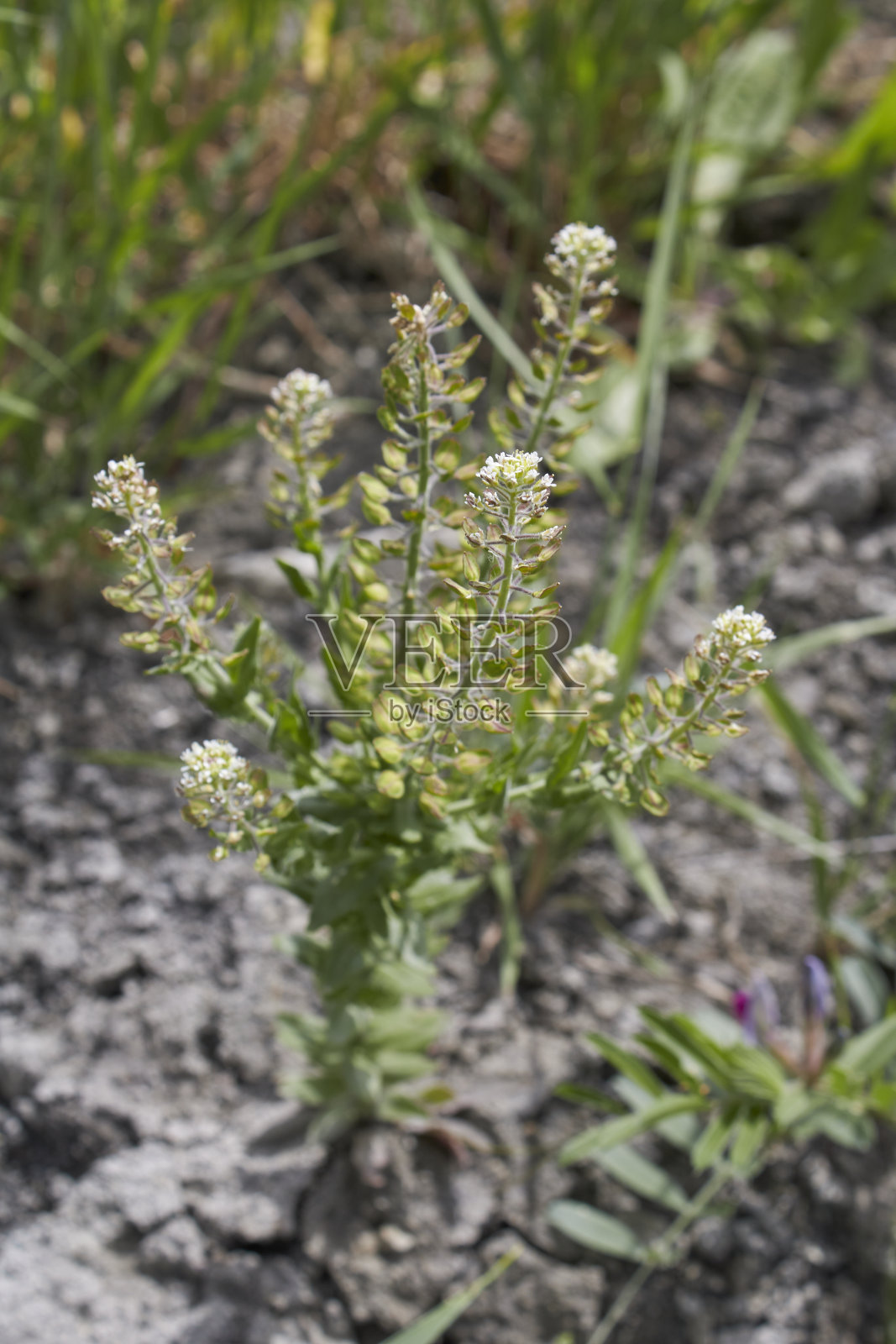 盛开的麻风树照片摄影图片