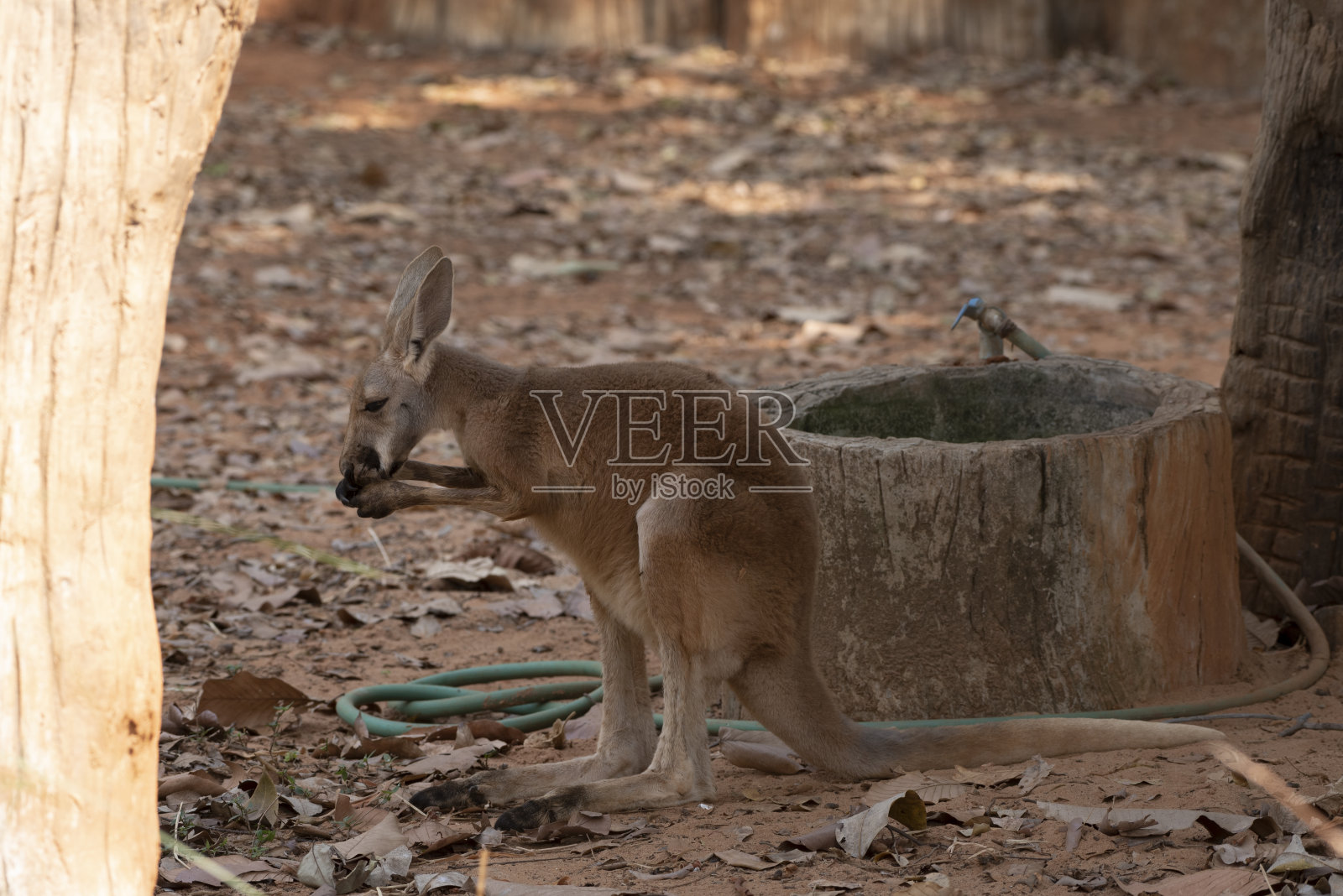泰国nakhonratchasima动物园里站着的红袋鼠。照片摄影图片