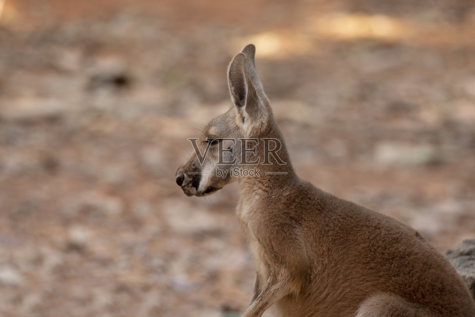 泰国nakhonratchasima动物园里站着的红袋鼠。照片摄影图片