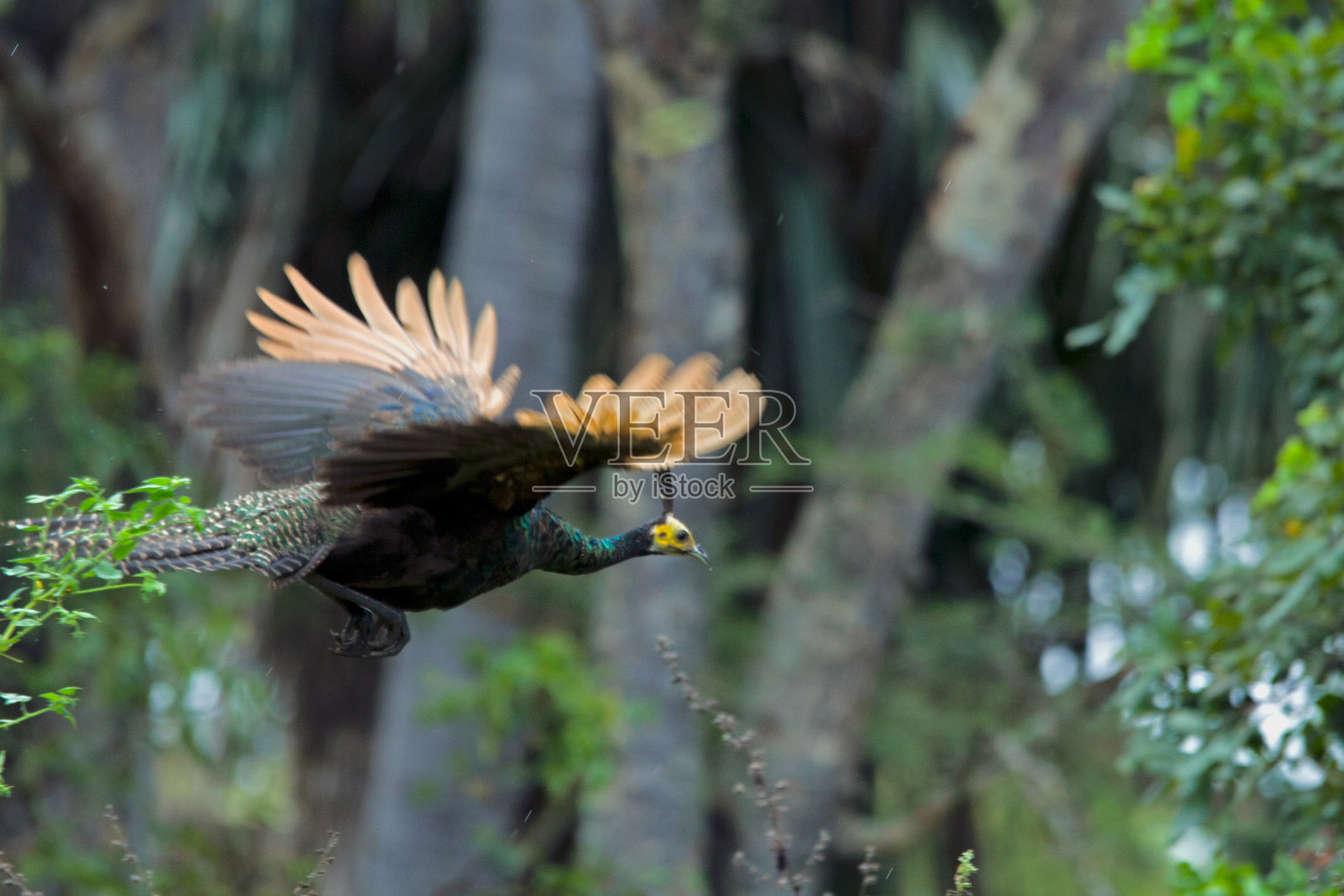 孔雀照片摄影图片