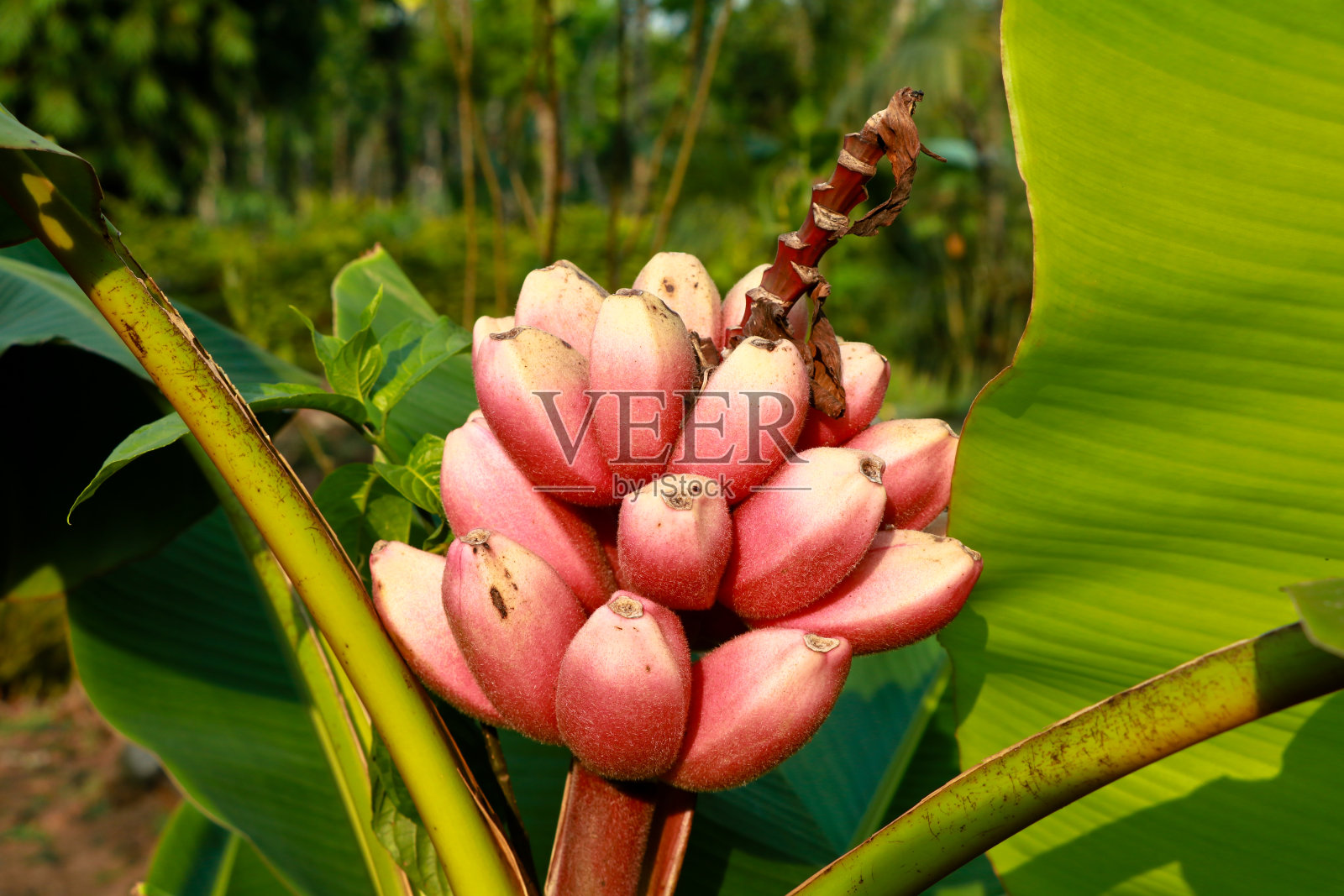绒毛香蕉,也就是粉红香蕉照片摄影图片