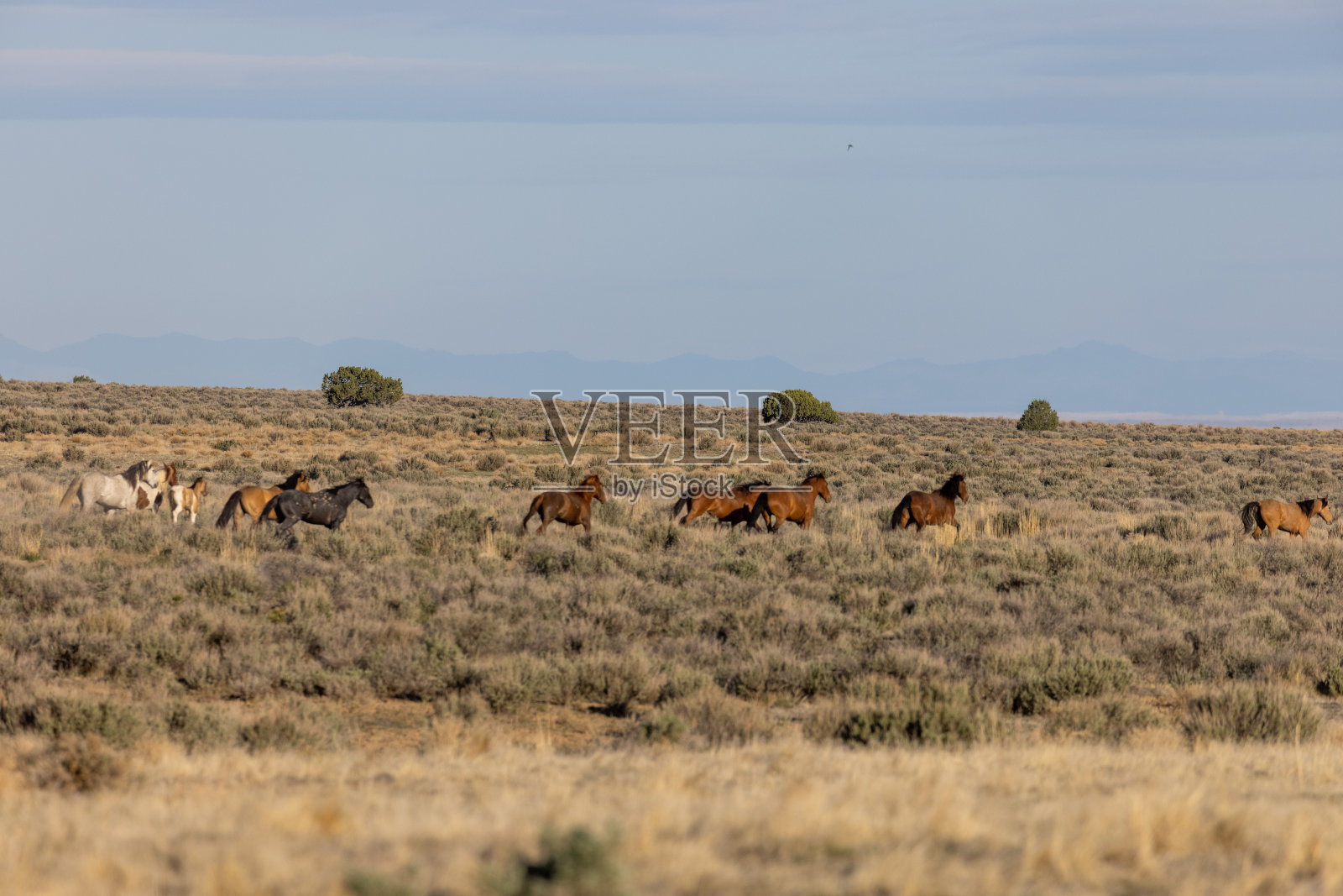 乌萨沙漠的一群野马照片摄影图片