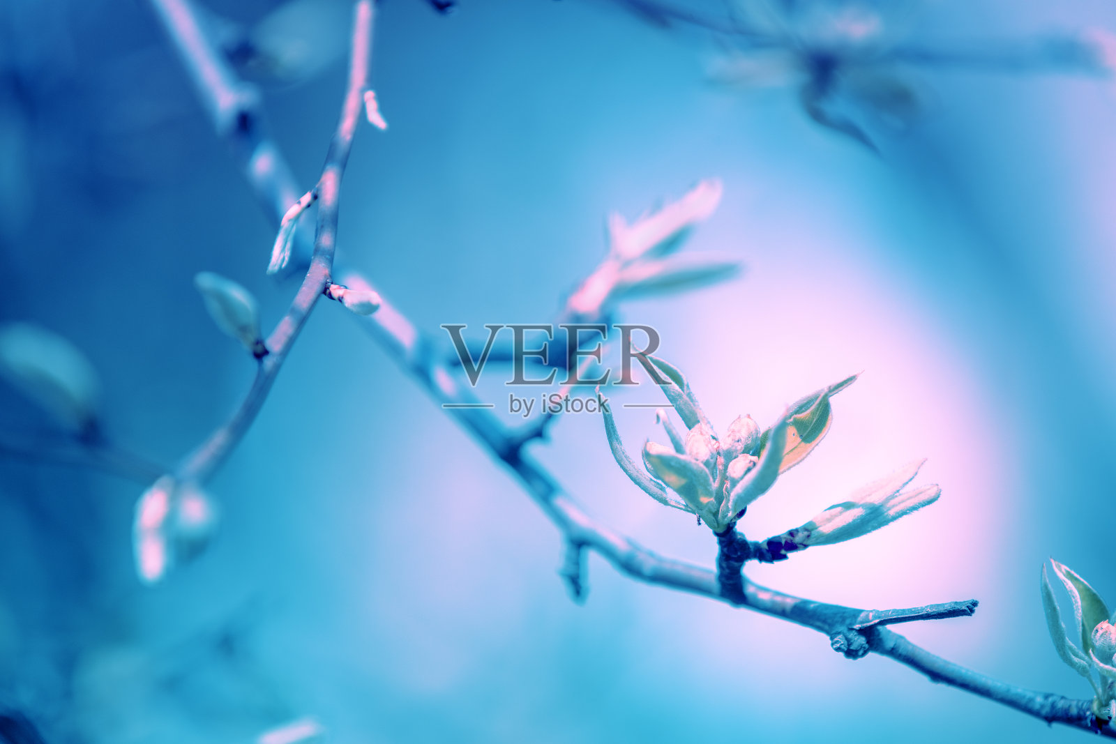 一棵开花的梨树的枝条。春天自然背景照片摄影图片