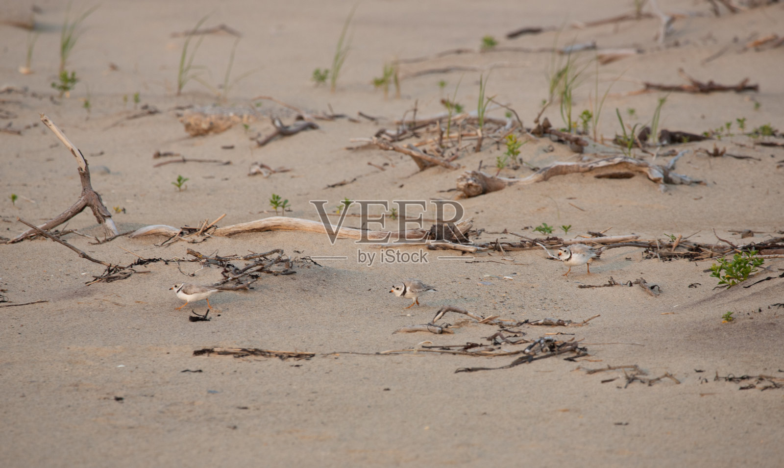管道珩照片摄影图片