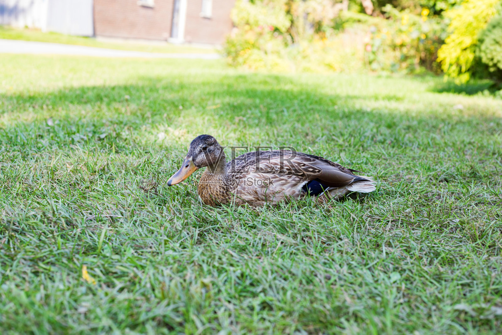 野鸭坐在院子里的草地上,背景是一所房子照片摄影图片