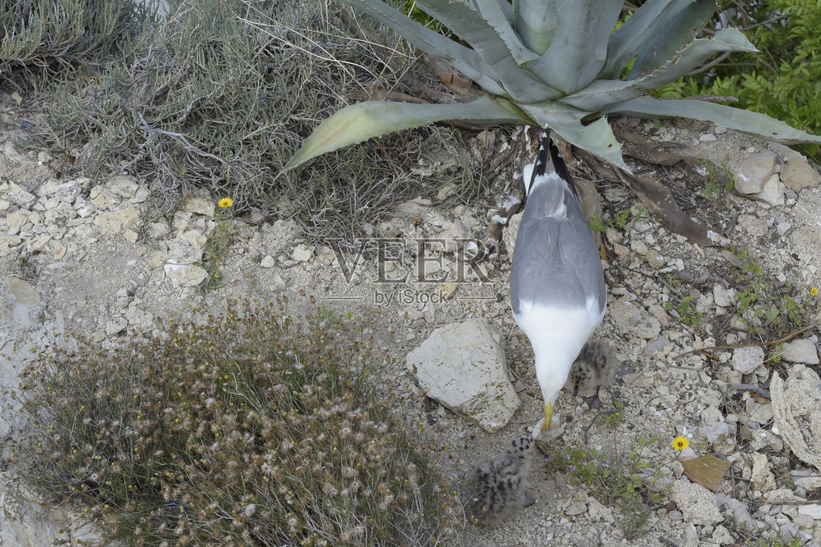 一只小海鸥的妈妈拿出她抓来的鱿鱼喂她。照片摄影图片