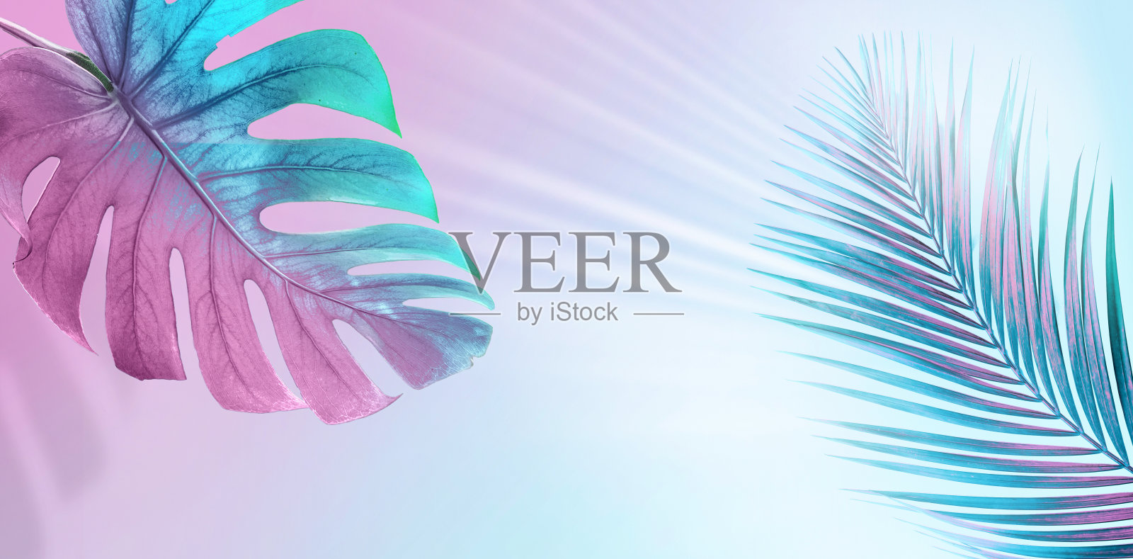 热带的叶子在明亮的创造性的粉红色和蓝色。照片摄影图片