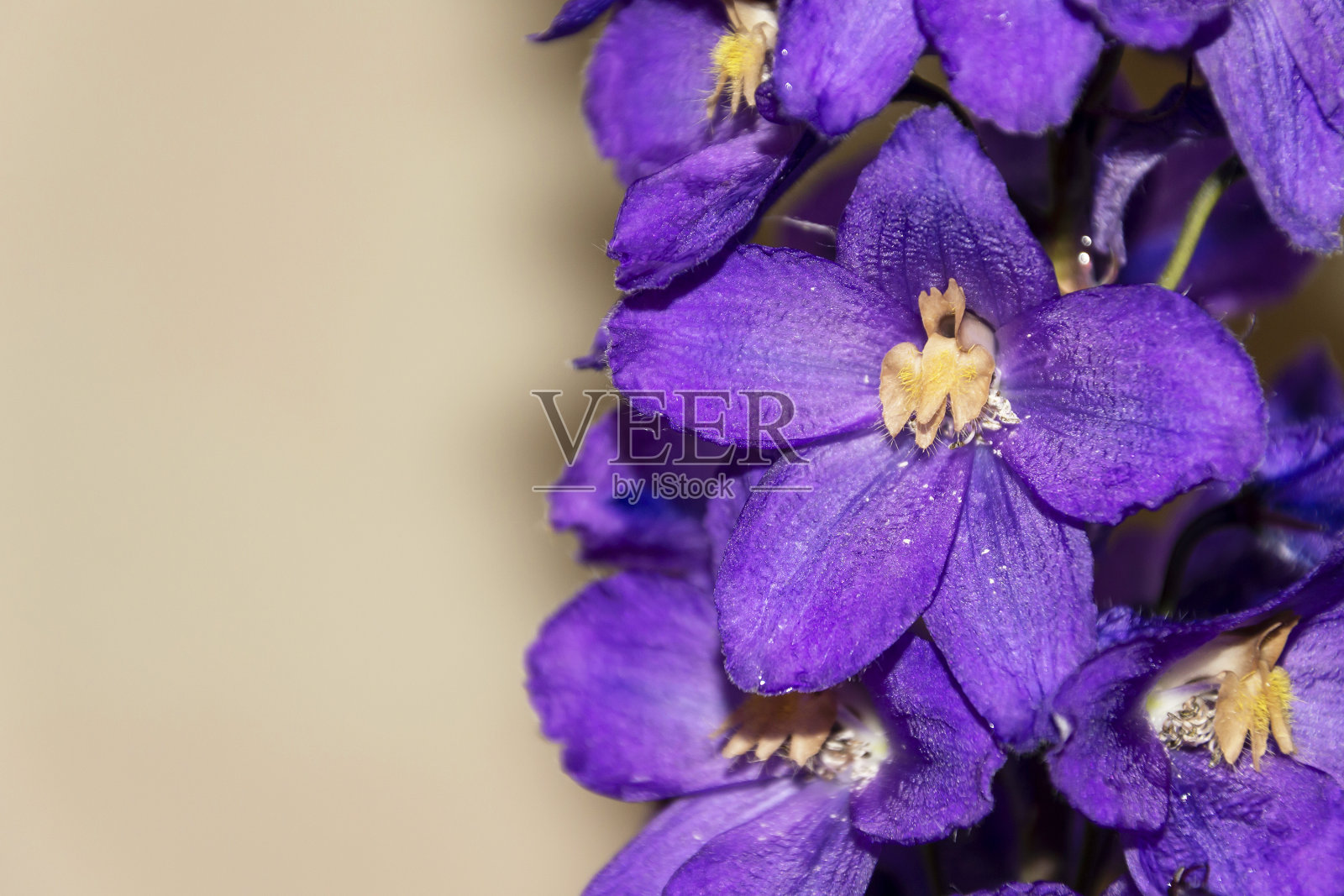 花的铃铛是紫色的。特写镜头。照片摄影图片