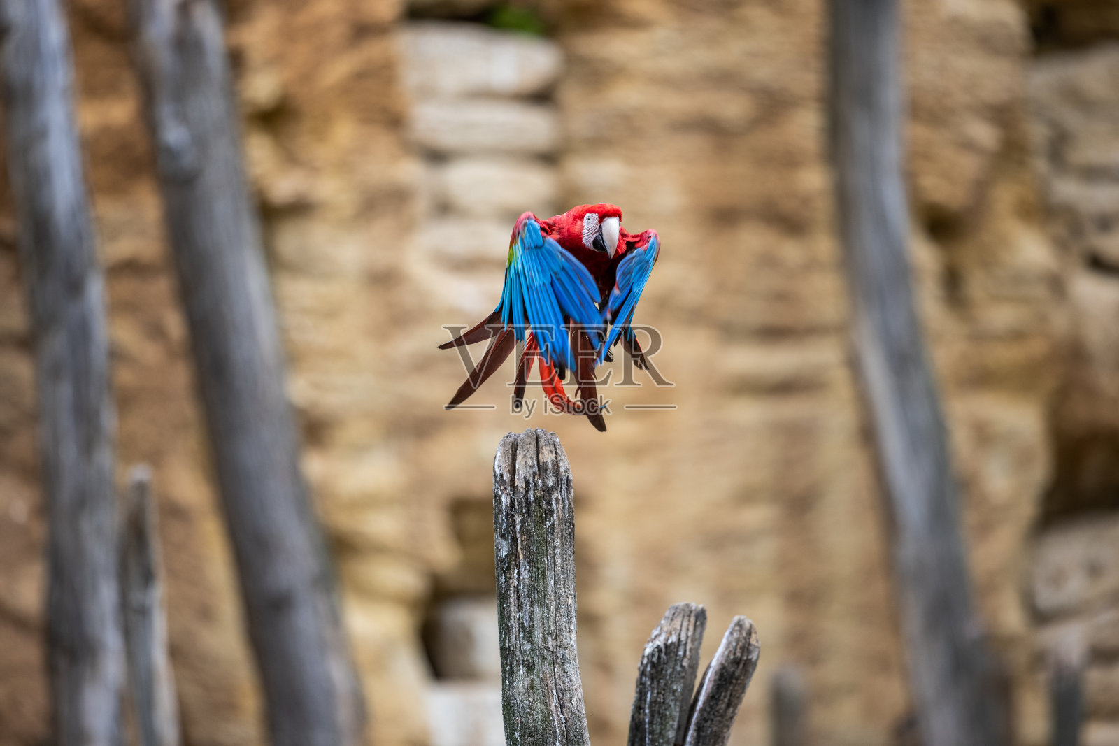 森林里一只红绿金刚鹦鹉的肖像照片摄影图片