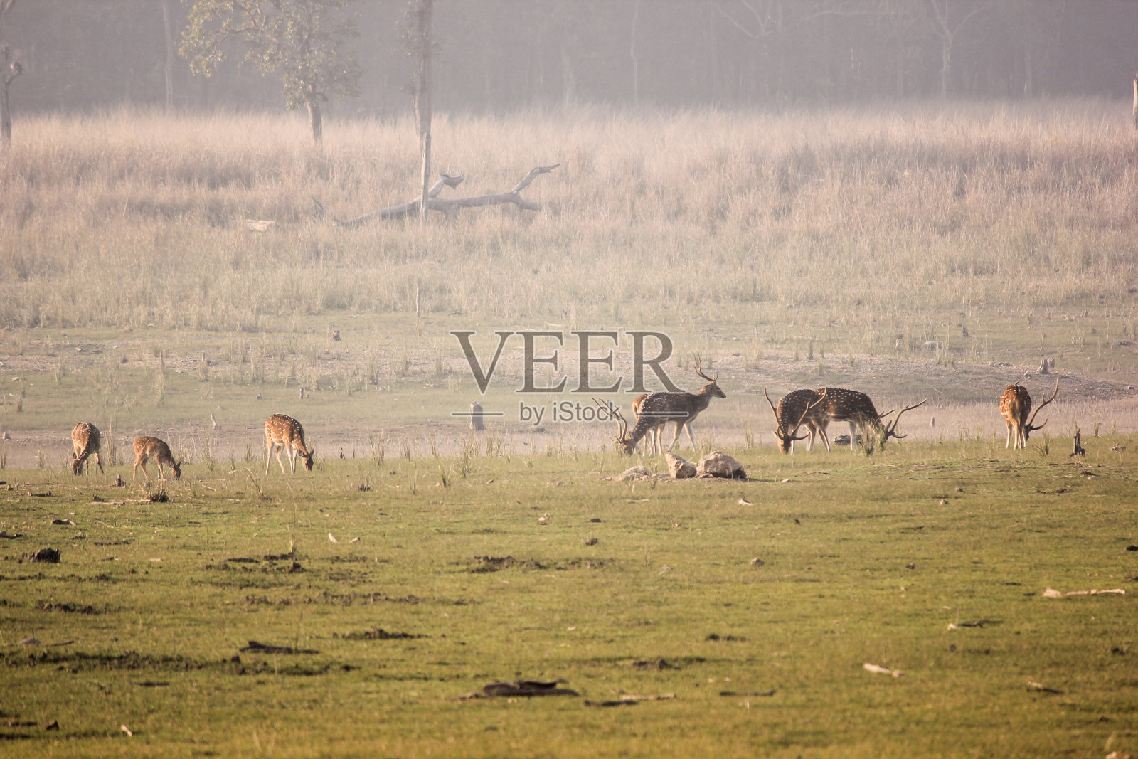 在草地上吃草的斑点鹿照片摄影图片