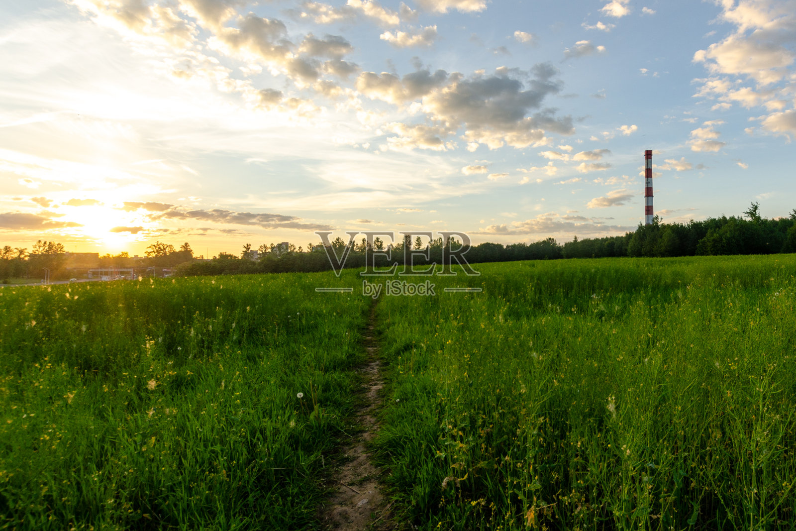 黄昏的日落在绿色的草地上。照片摄影图片