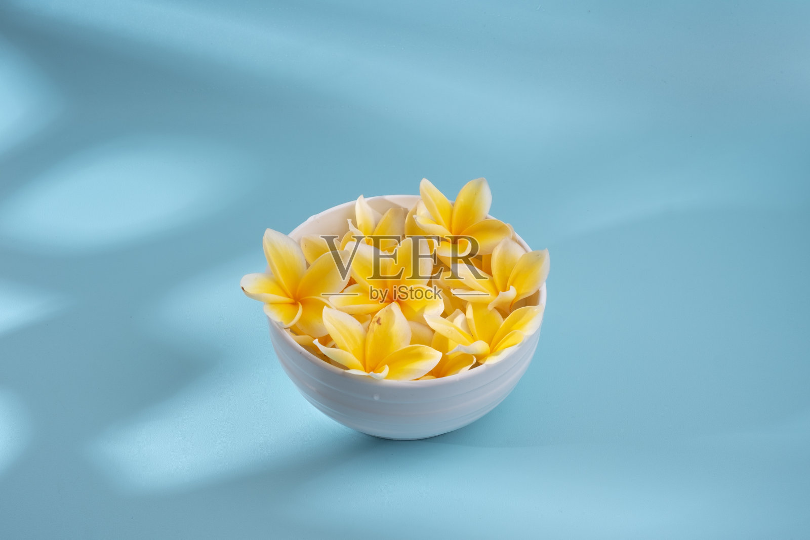 蓝色背景上的鸡蛋花照片摄影图片