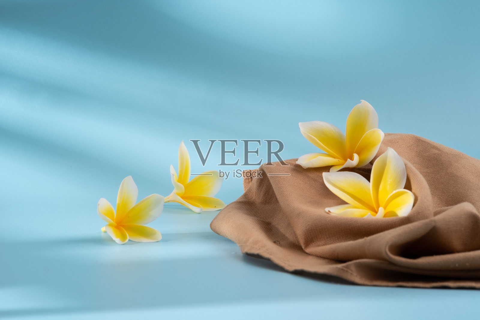 蓝色背景上的鸡蛋花照片摄影图片