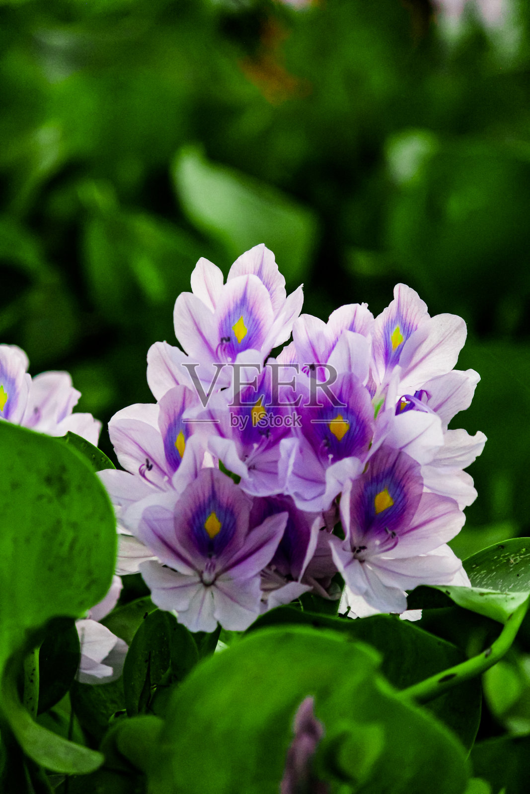 花朵图案照片摄影图片