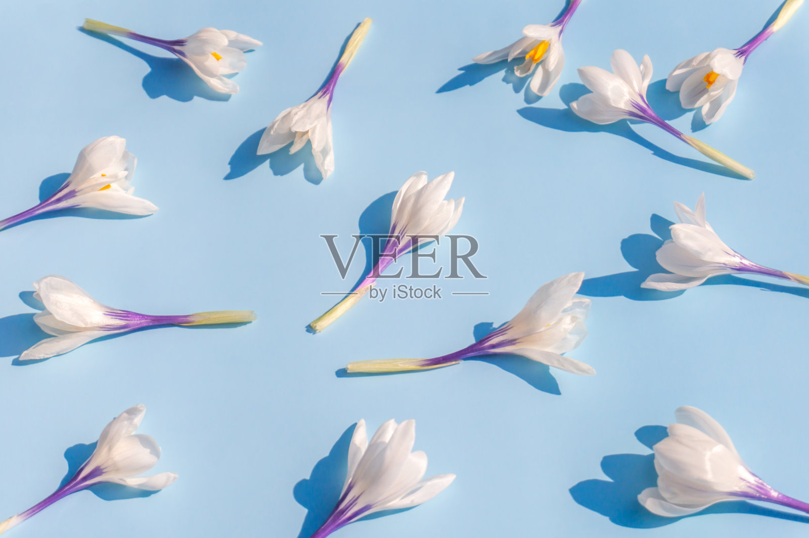 蓝色背景上的白色番红花,早春照片摄影图片