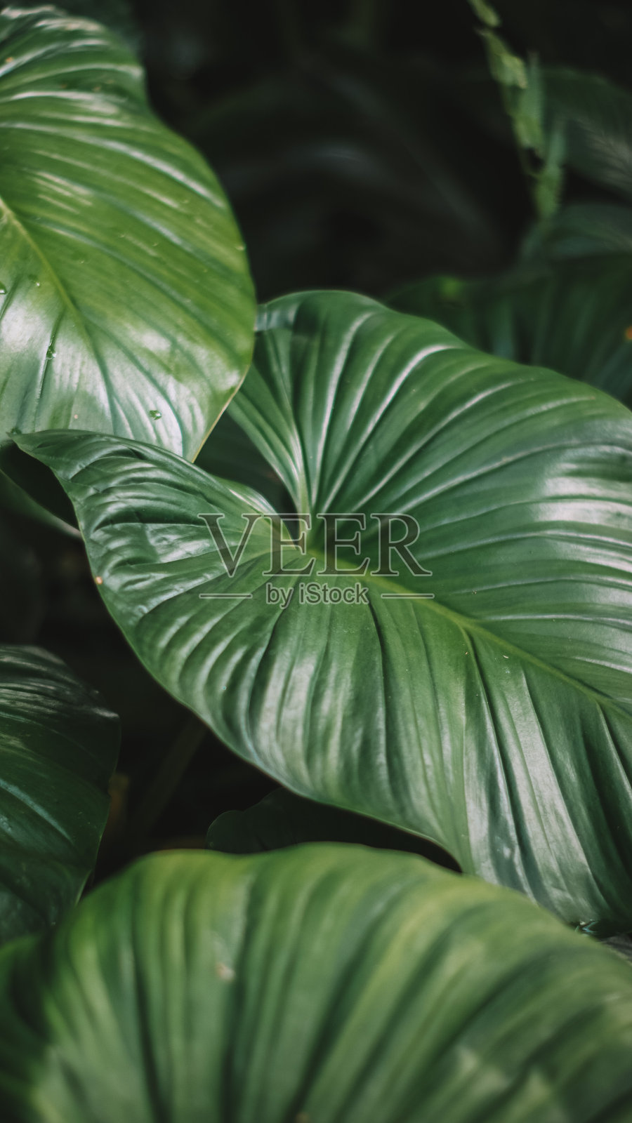 9 .詹妮弗?劳伦斯照片摄影图片