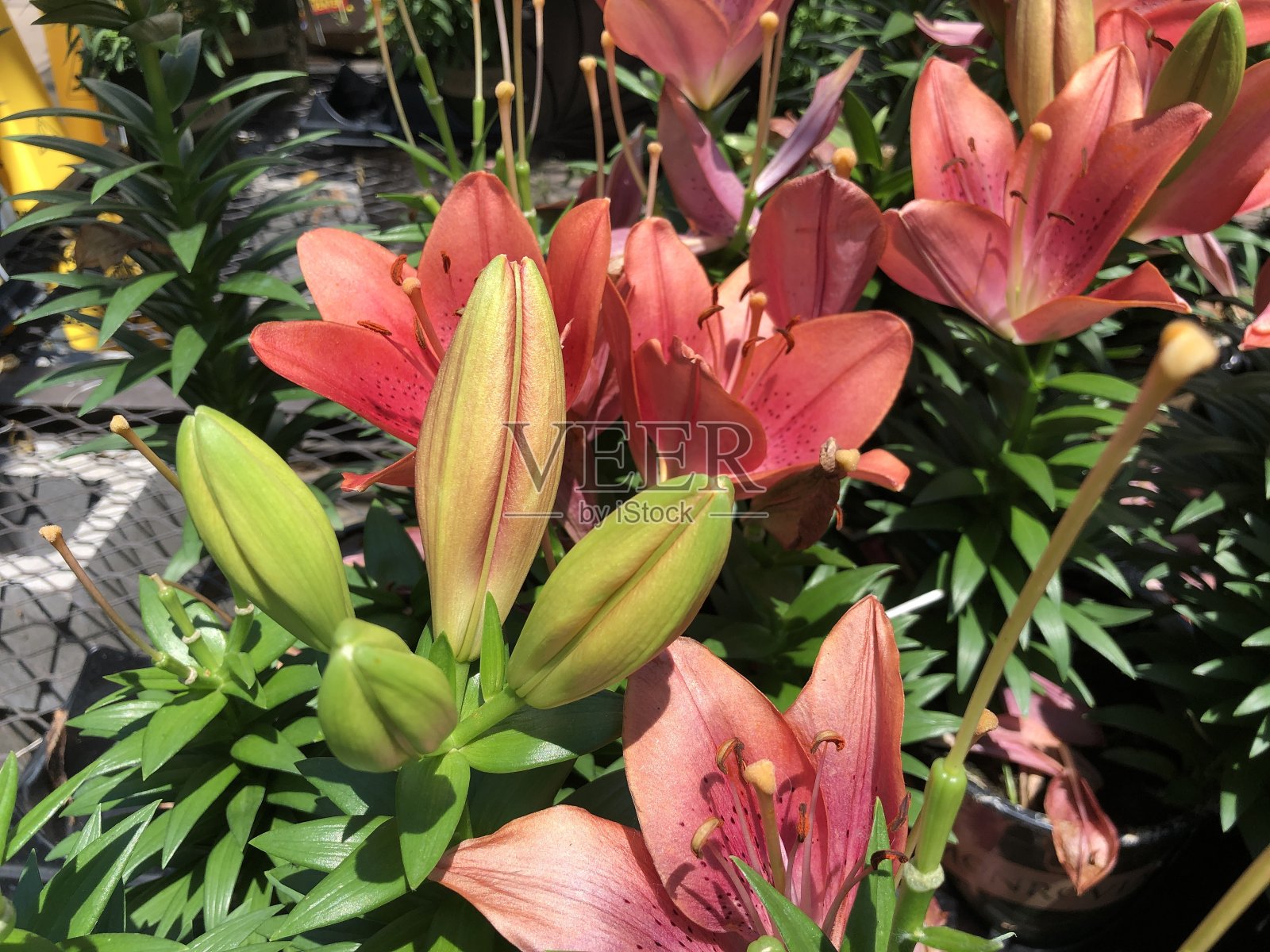 花园中红色和黄色的亚洲百合花照片摄影图片