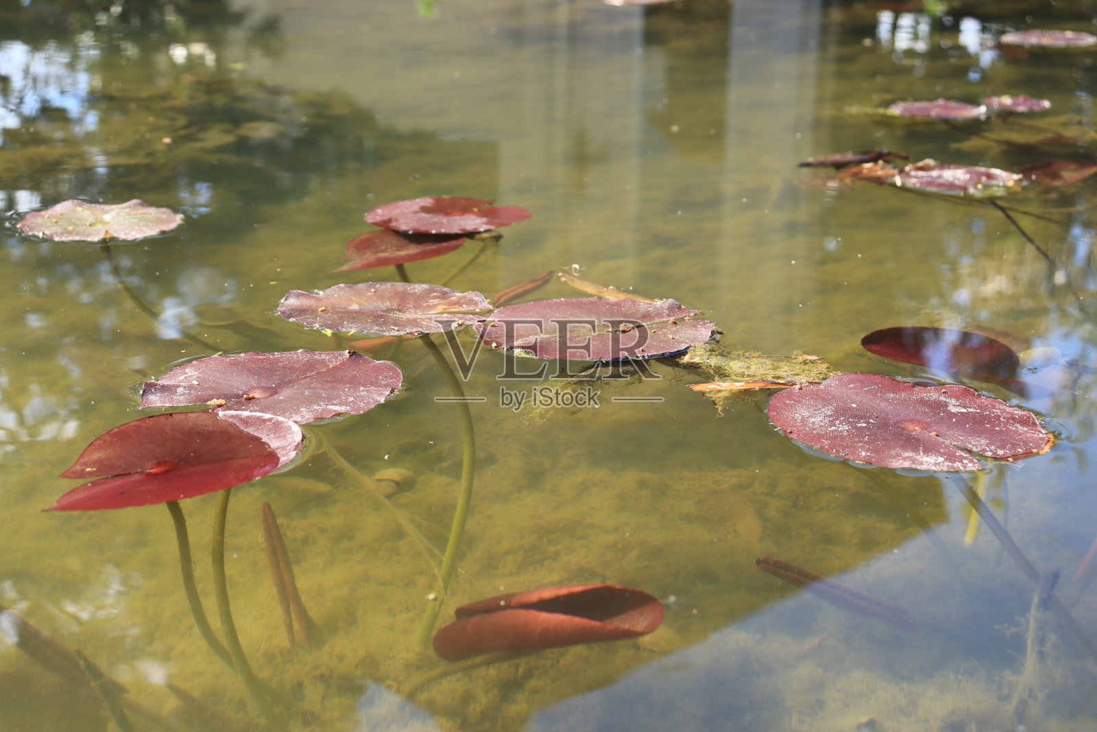 红色的叶子照片摄影图片