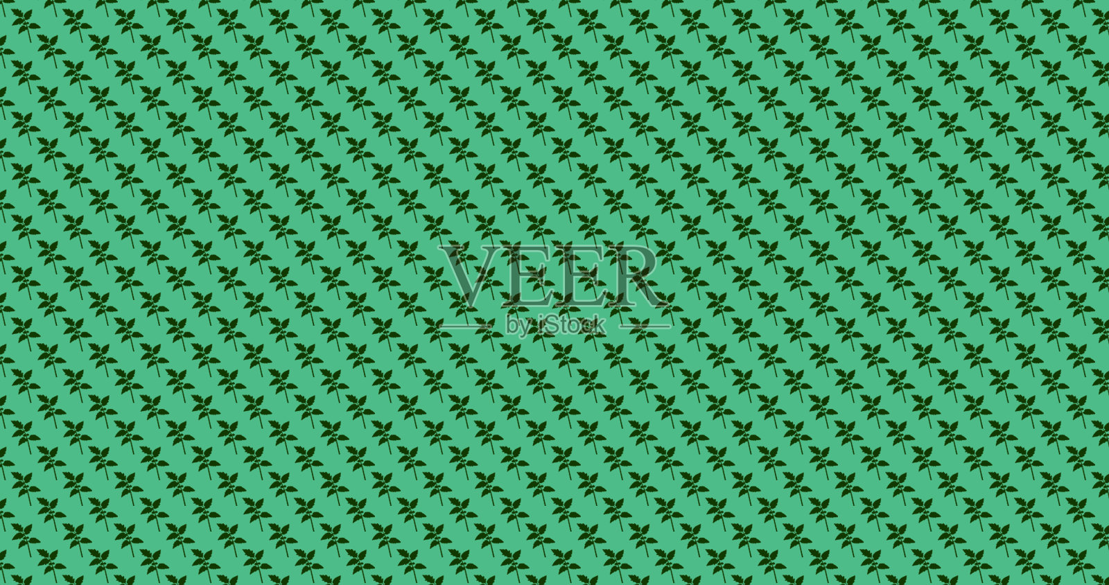 在白色背景上分离出番茄叶、番茄苗、番茄窗背景蔬菜园的青菜苗。照片摄影图片