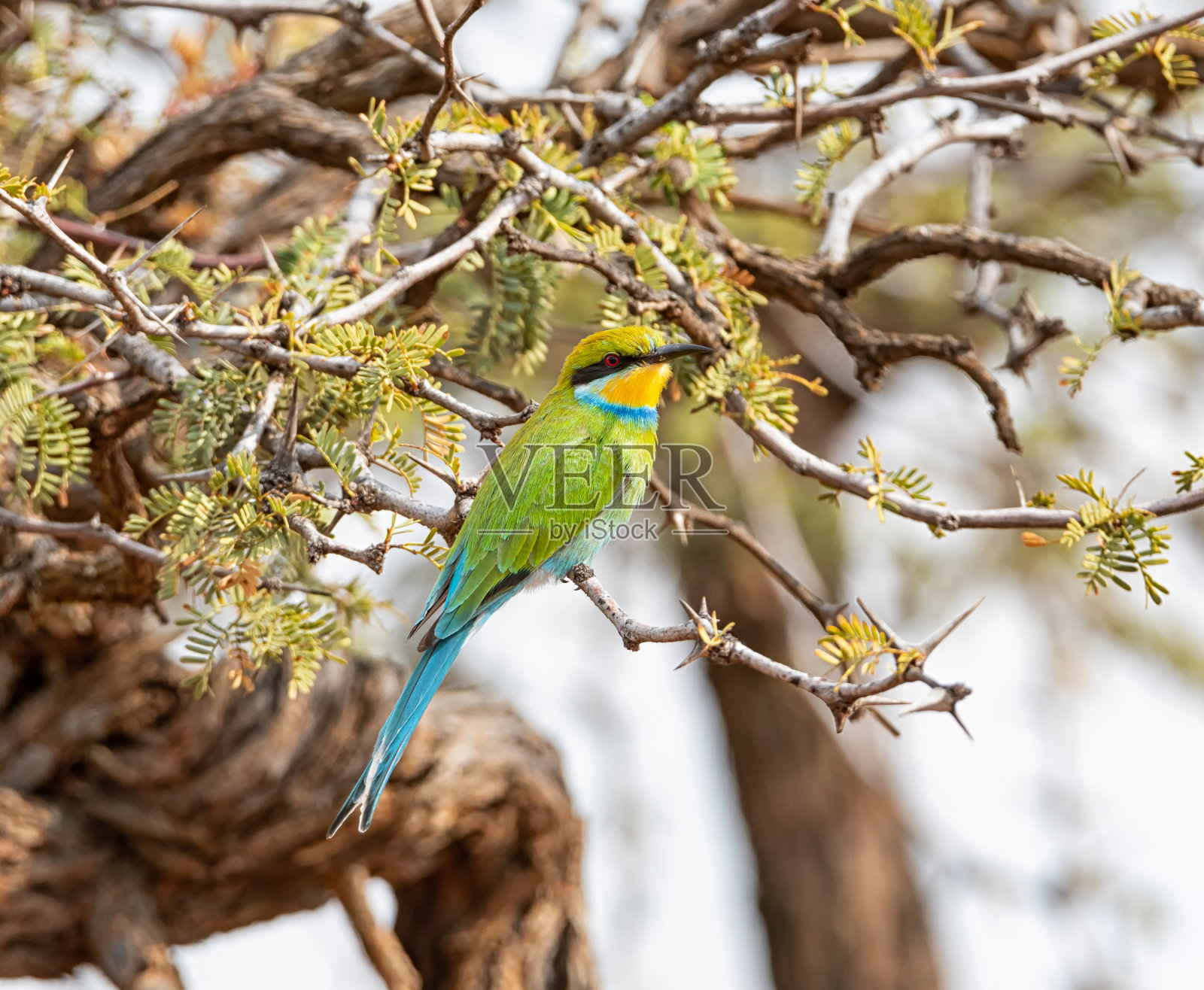 燕尾状的食蜂鸟照片摄影图片