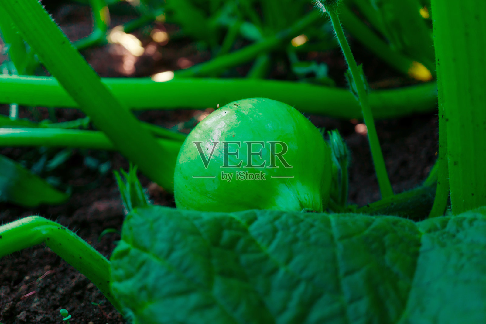 南瓜的幼芽,幼小生长的南瓜果实,特写镜头,衬托着植物的茎干照片摄影图片