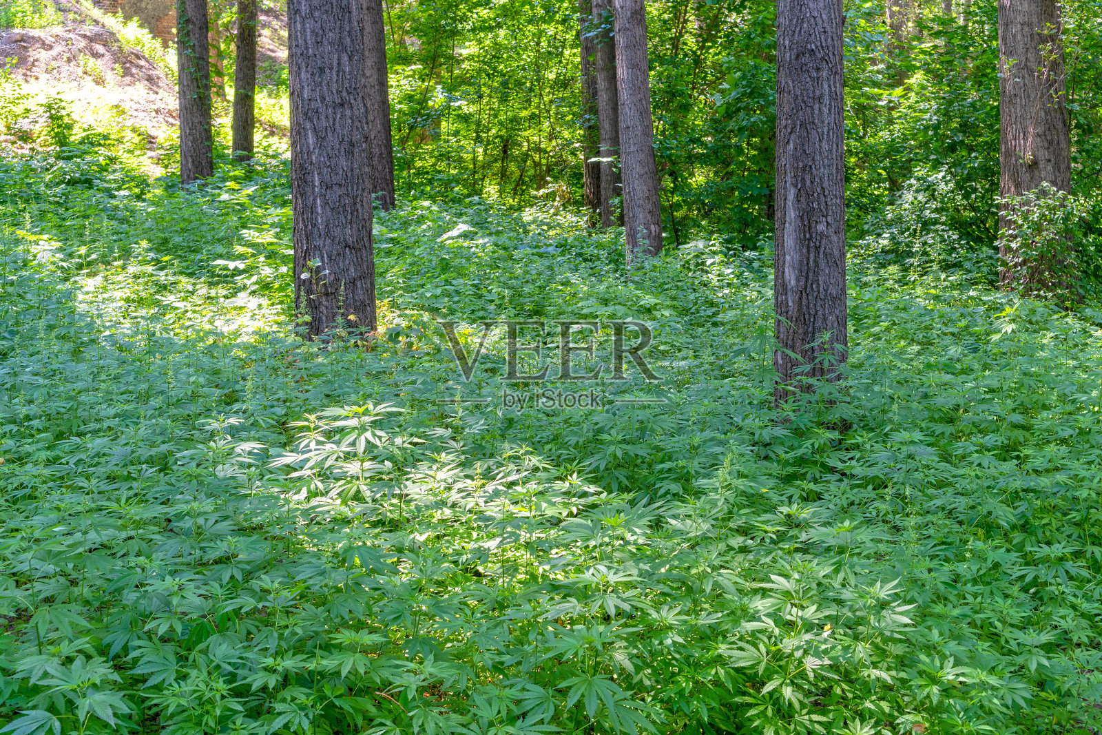 树与树之间野生大麻的空地照片摄影图片