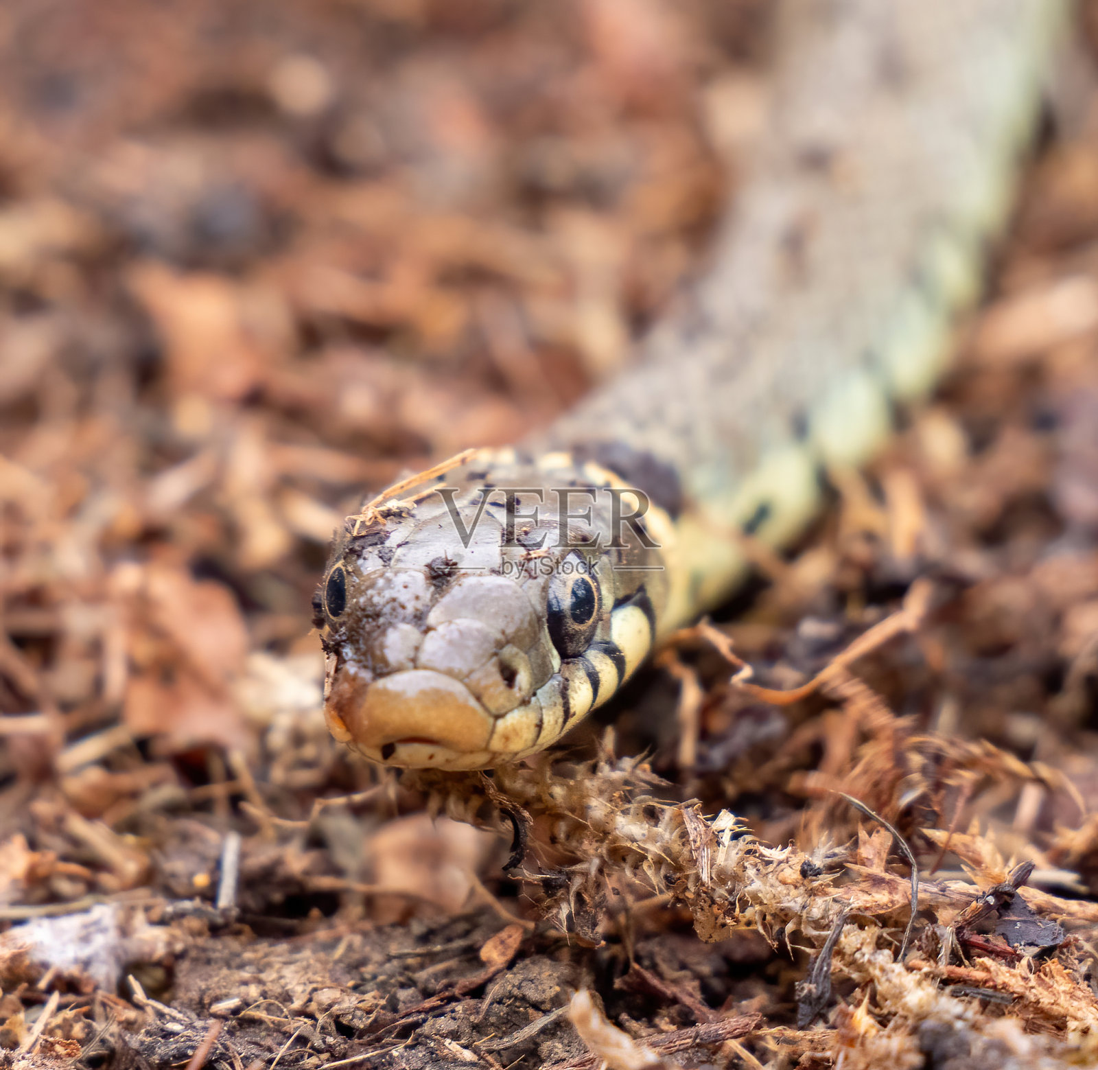 常见的草蛇照片摄影图片