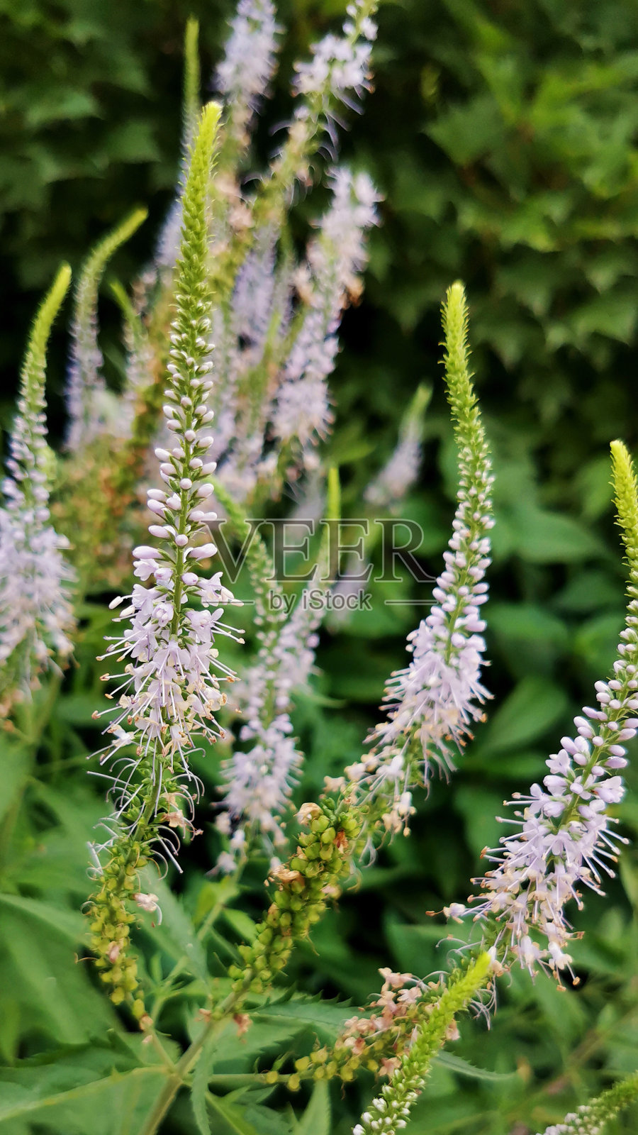 埃雷穆鲁斯喜马拉雅花照片摄影图片