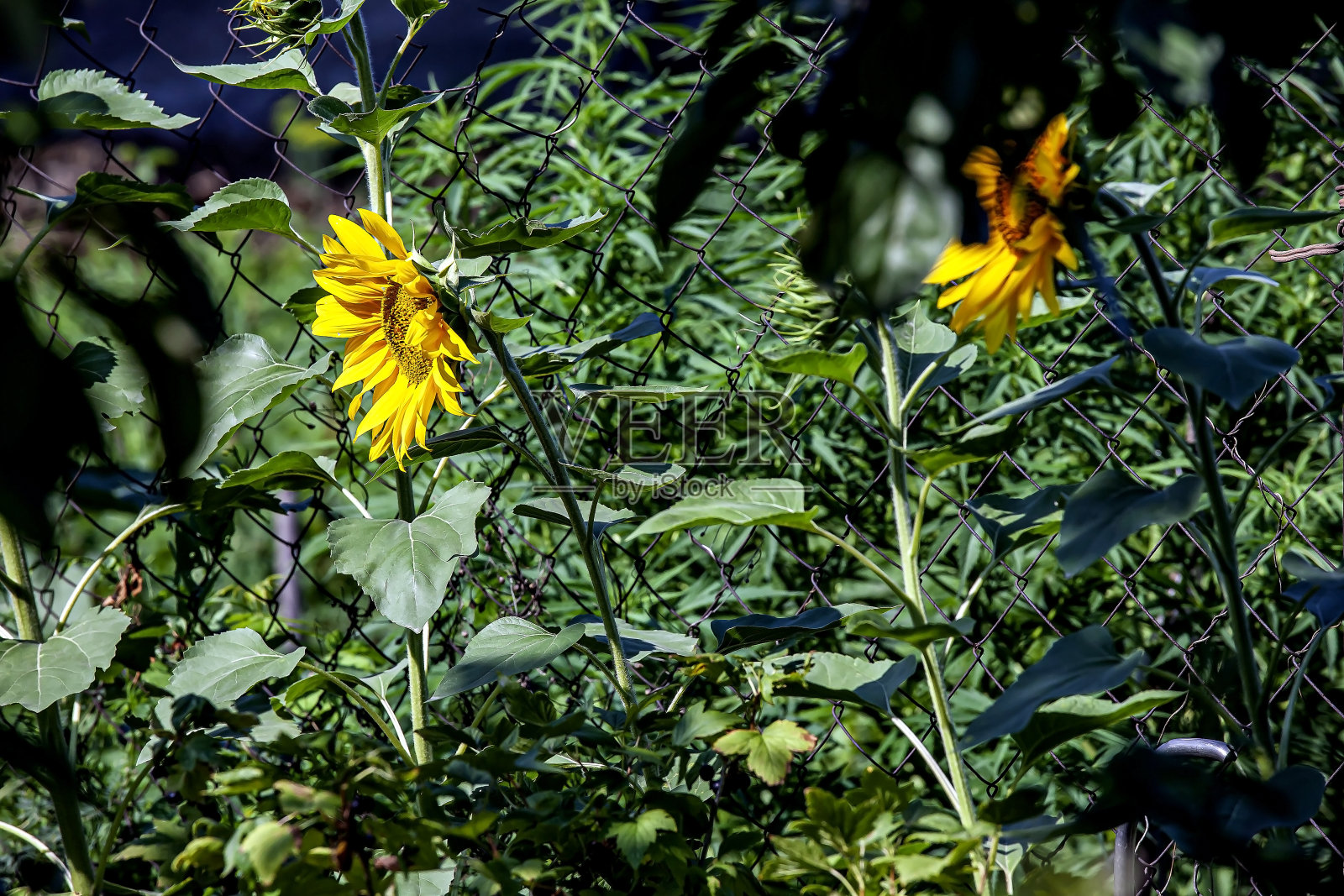 黄色鲜艳的向日葵在花园里盛开照片摄影图片