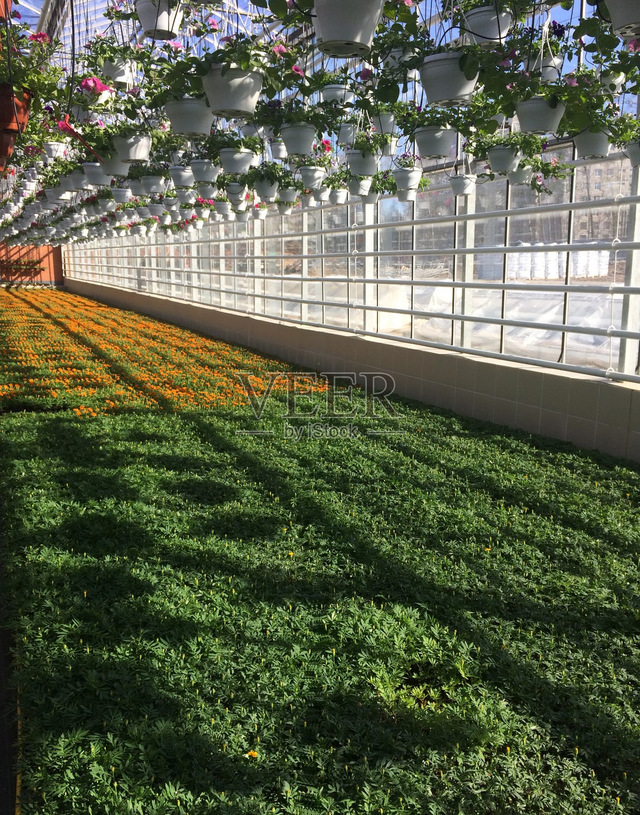 圣彼得堡花园和公园经济的温室照片摄影图片