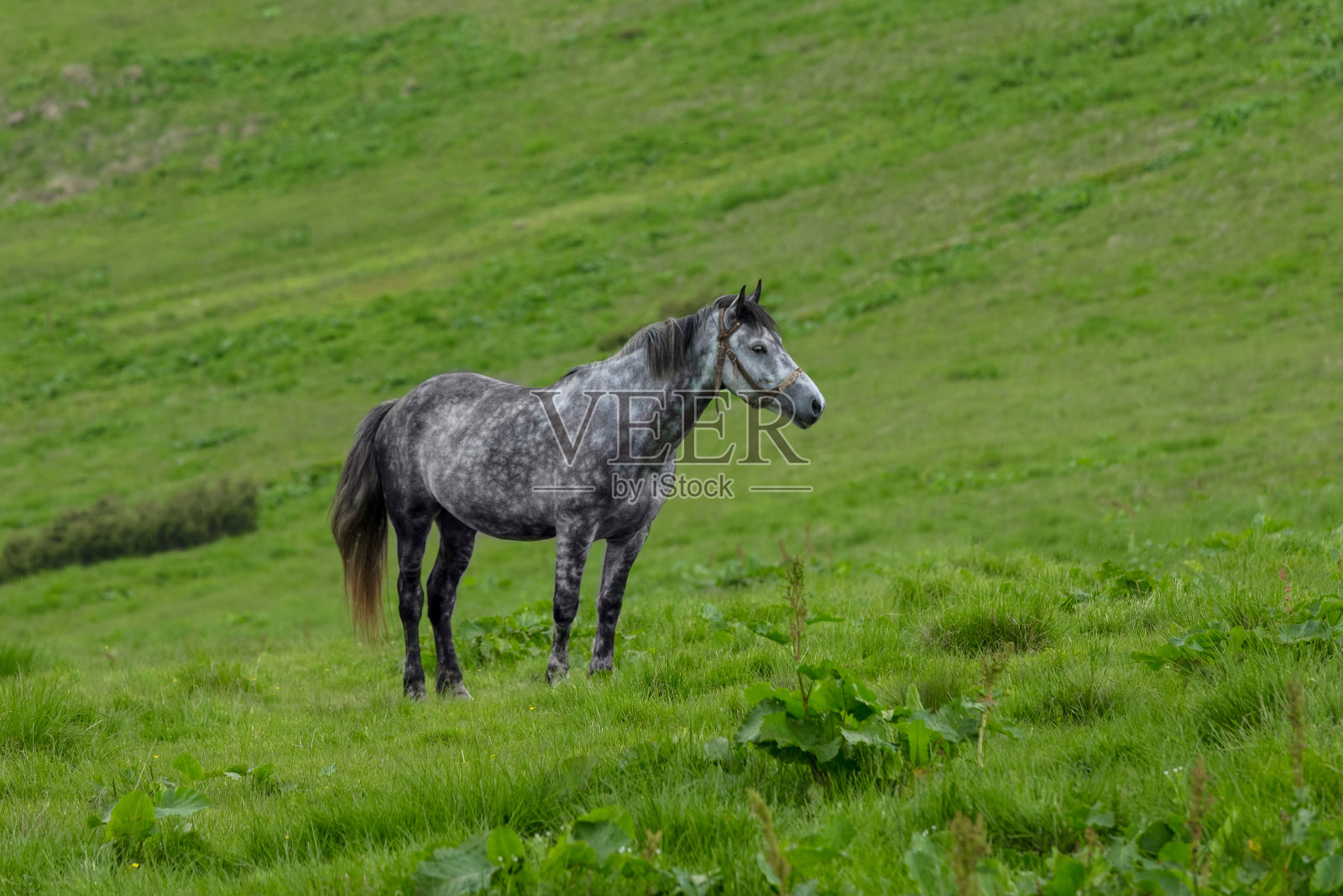 马站在一个绿色的斜坡上照片摄影图片