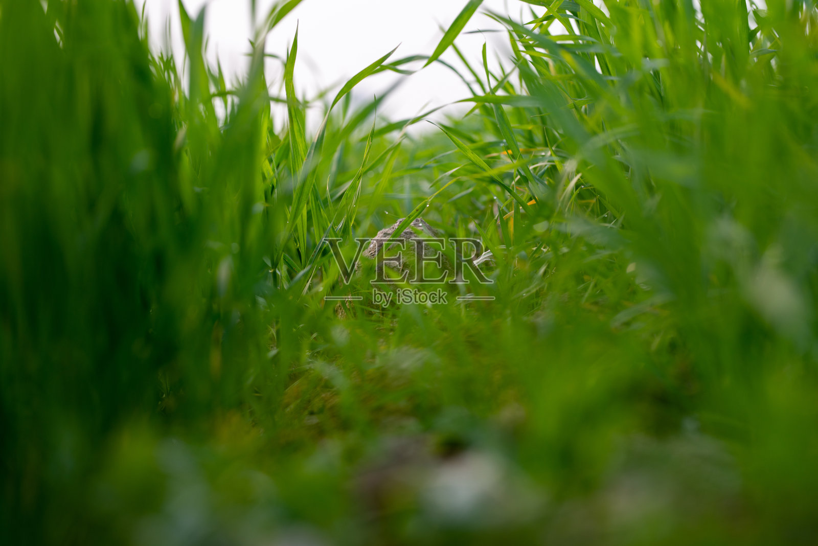 小麦幼苗生长在土壤中照片摄影图片