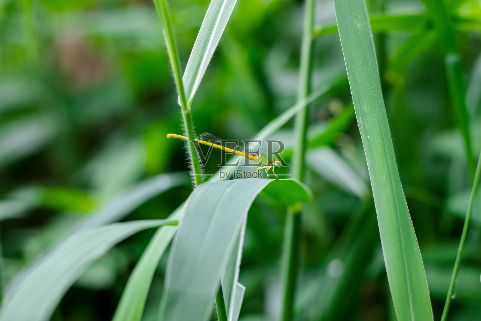 一只小小的黄色蜻蜓在绿色的野草叶子上等待着照片摄影图片