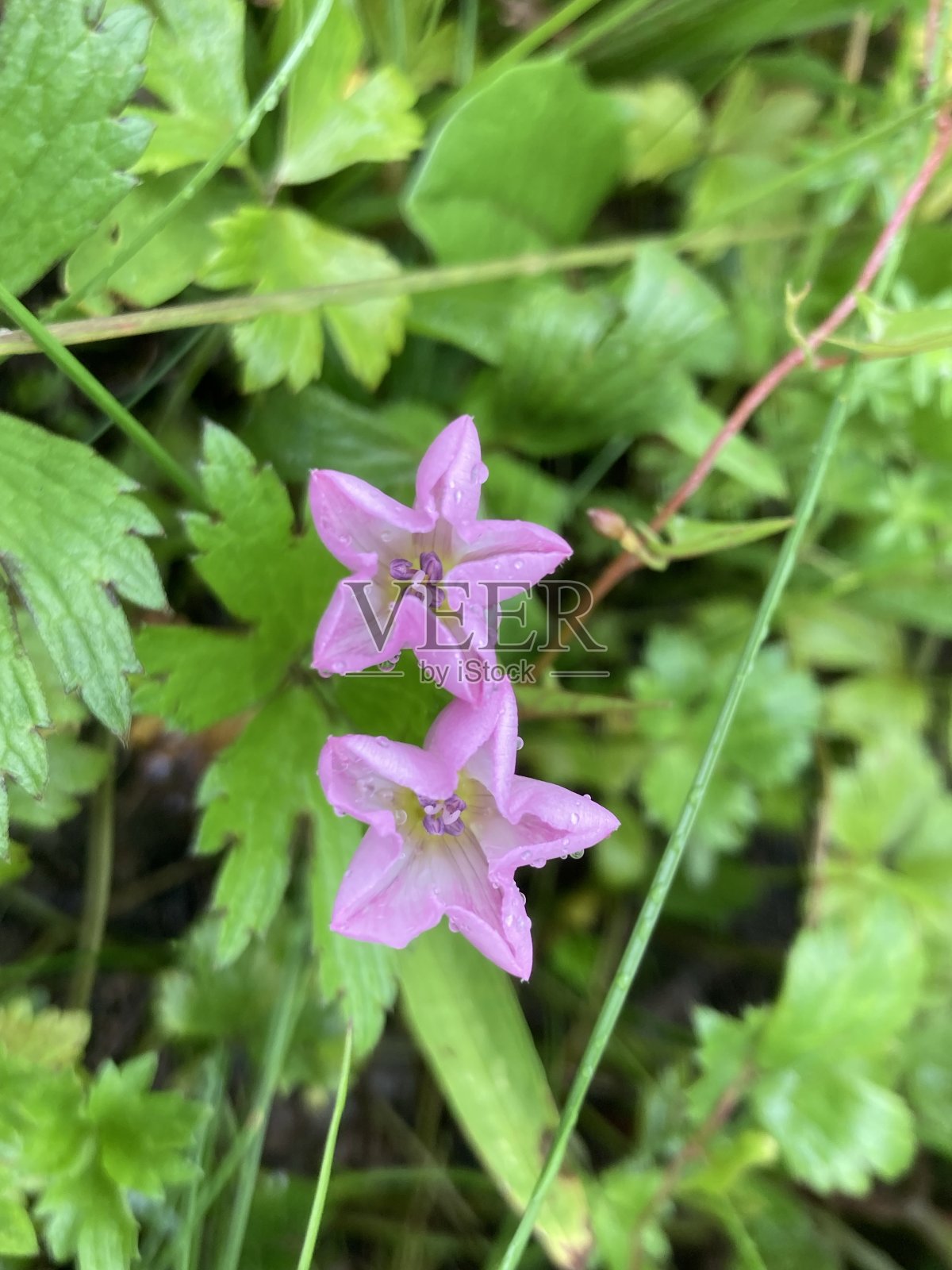 花的世界照片摄影图片