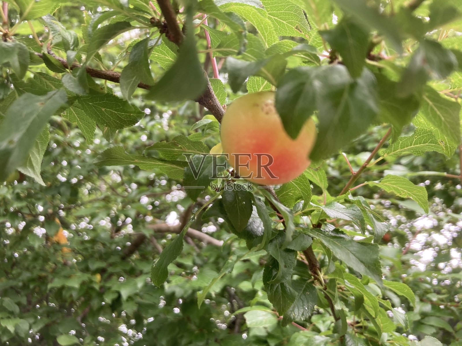 夏日照片摄影图片