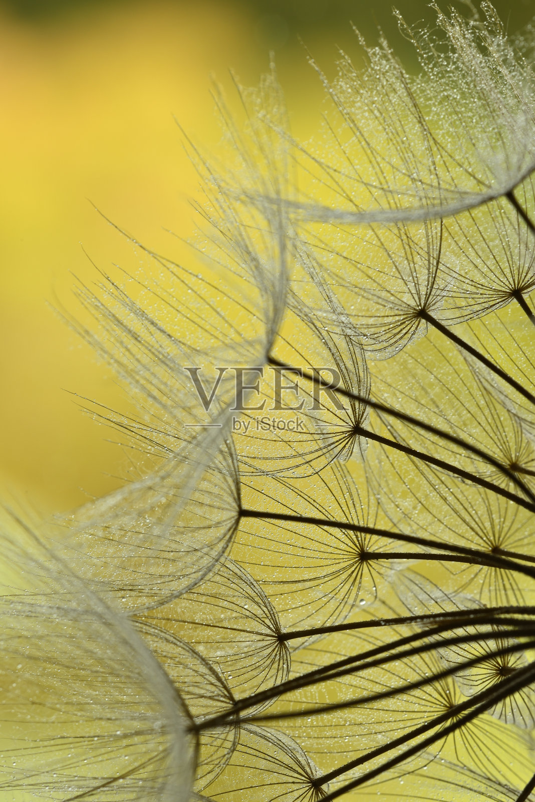 带露珠的蒲公英头状植物的带翅种子照片摄影图片